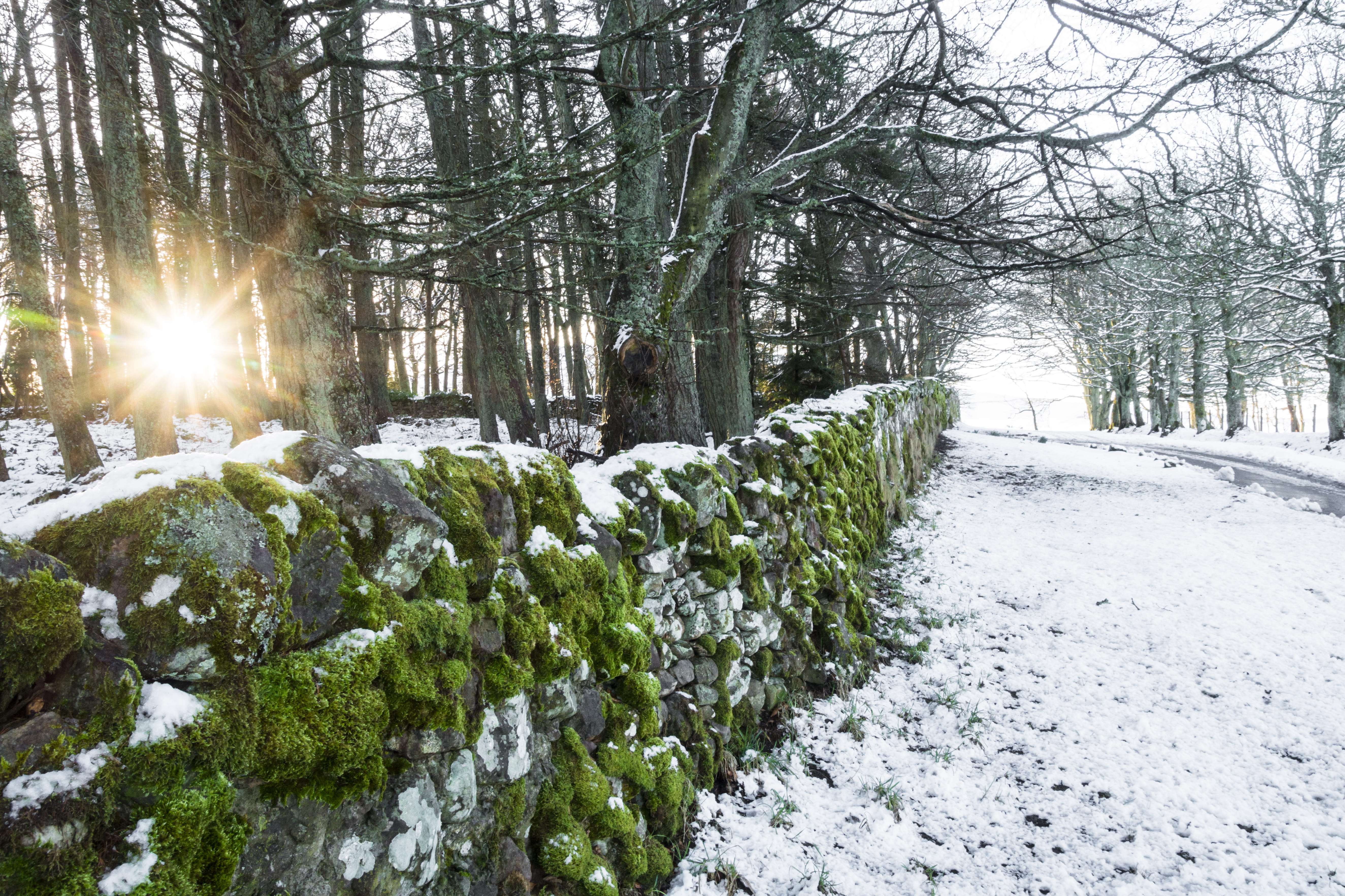scotland, black, fir, scenics - nature, beauty in nature, no people, 5K, tranquil scene, snow, covering, moss, fence, nature, stone, tranquility, light, HD Wallpaper