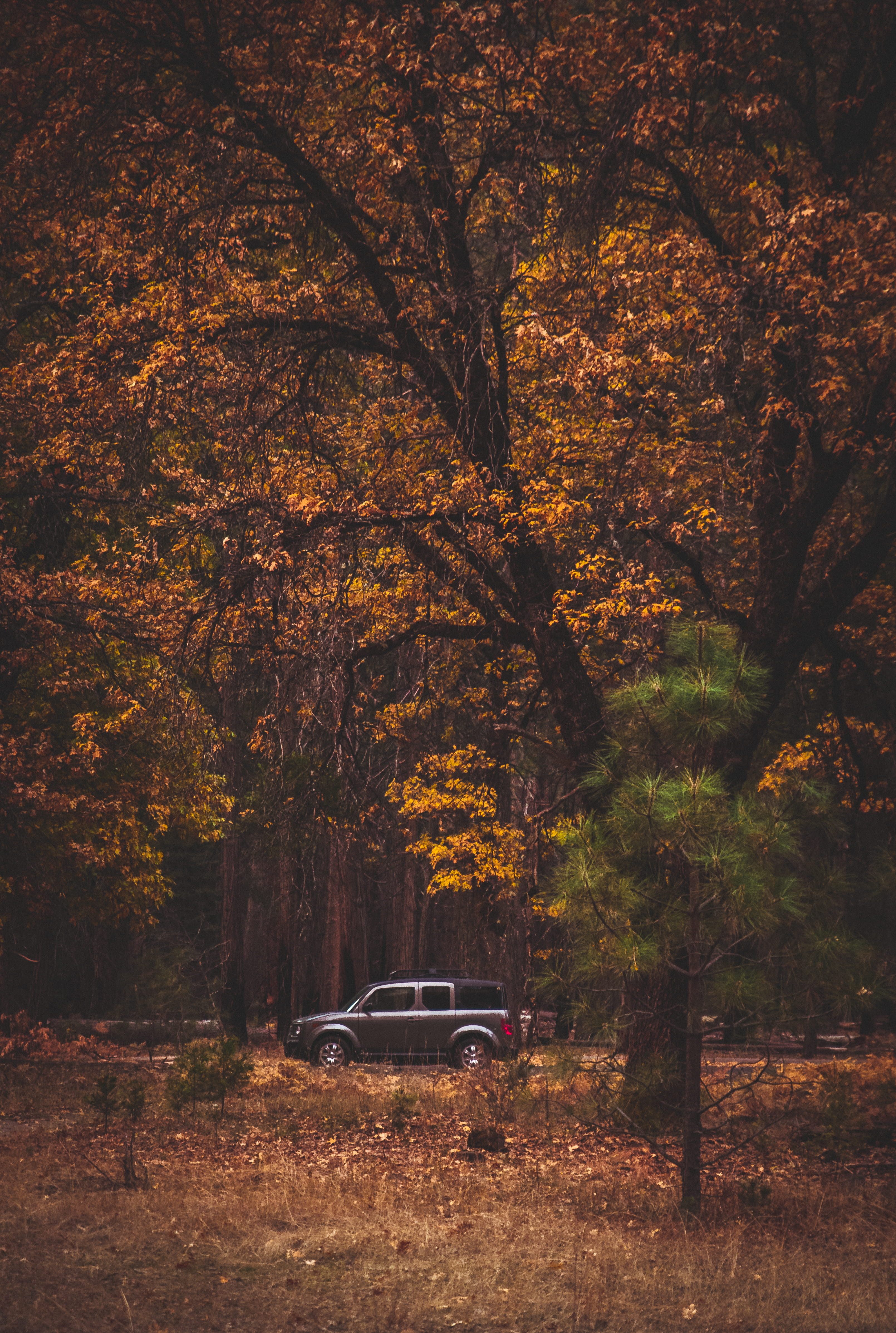 tranquility, gray, vehicle, autumn, fall, painting, land vehicle, automobile, wheel, 4K, foliage, car, tree, nature, growth, day, forest, suv, art, outdoors, Phone HD Wallpaper