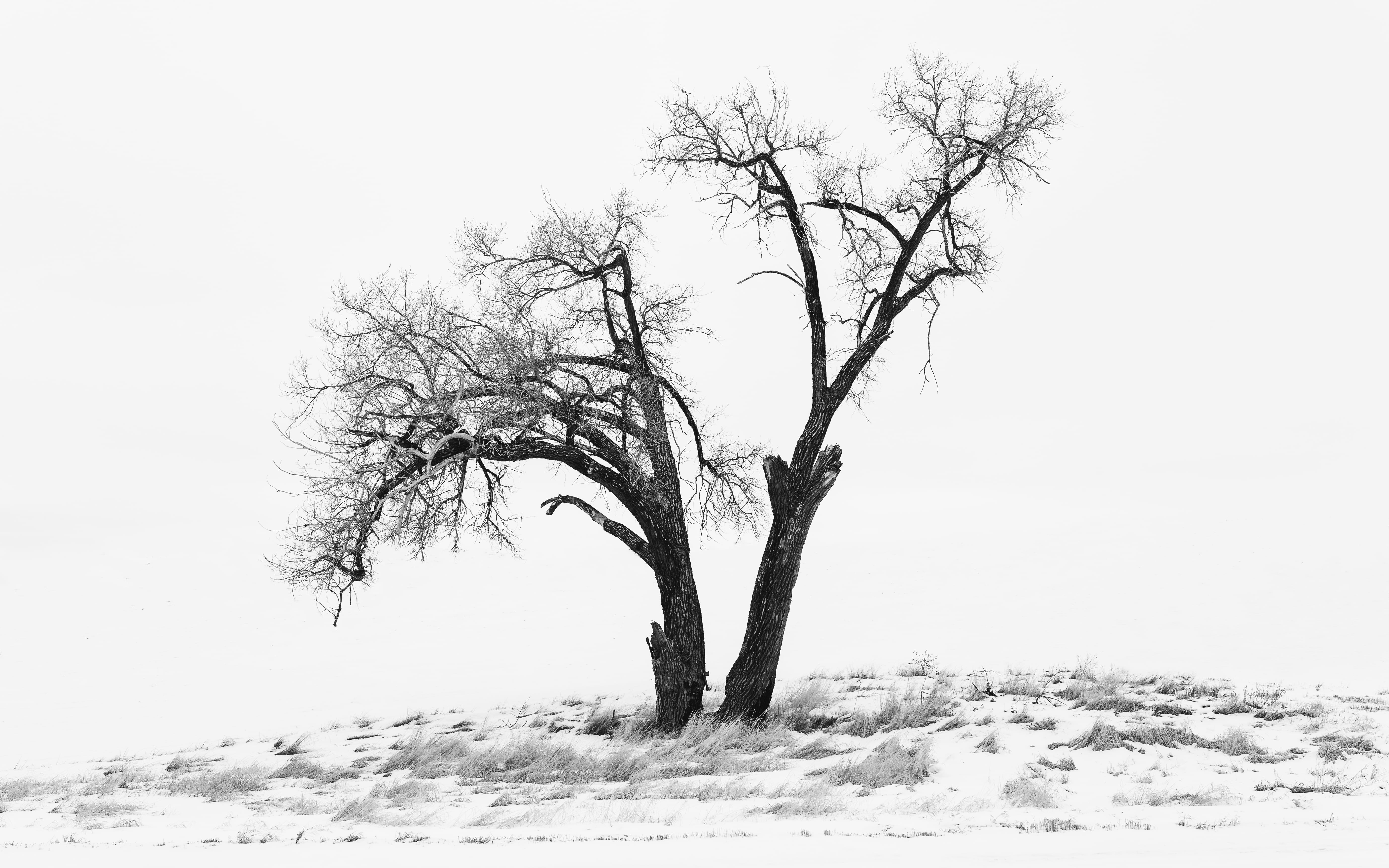 sky, steptoe butte national park, landscape, flora, beauty in nature, scenics - nature, outdoors, environment, photography, bare tree, bare, oak, 5K, clear sky, HD Wallpaper