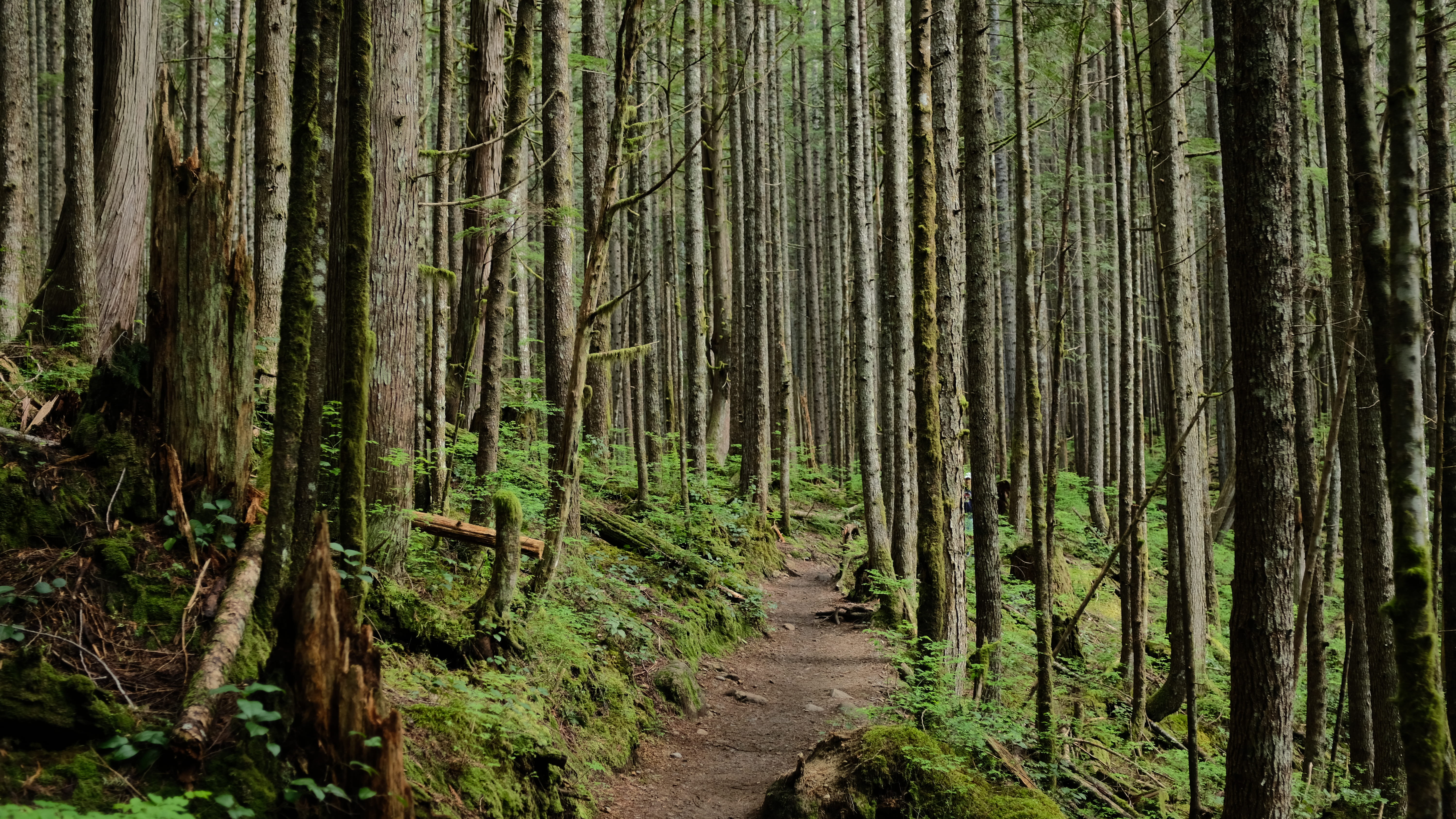 day, tranquil scene, jungle, redwood, outdoors, tranquility, hike, united states, scenics - nature, no people, wallace falls state park, trail, rainforest, HD Wallpaper