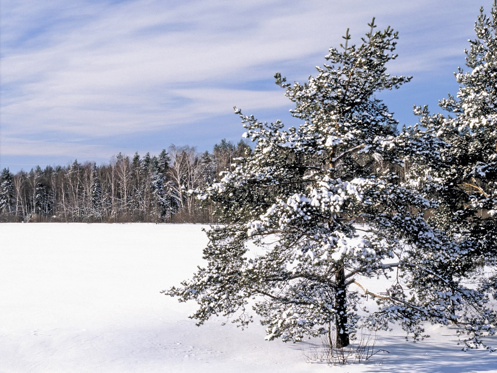 beauty In Nature, landscape, tranquil Scene, snow, environment, day, snowcapped mountain, winter, plant, frost, non-Urban Scene, pine tree, coniferous tree, HD Wallpaper