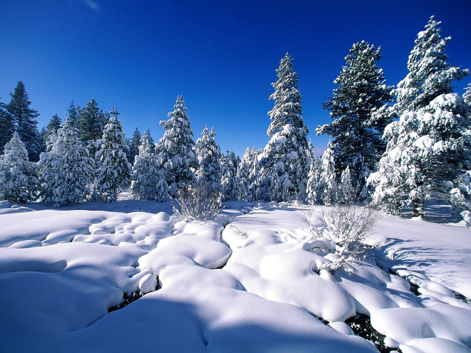 fir Tree, snowcapped mountain, sun, vacations, tree, environment, idyllic, travel, snowing, tranquil Scene, backgrounds, sunlight, scenics - nature, season, HD Wallpaper