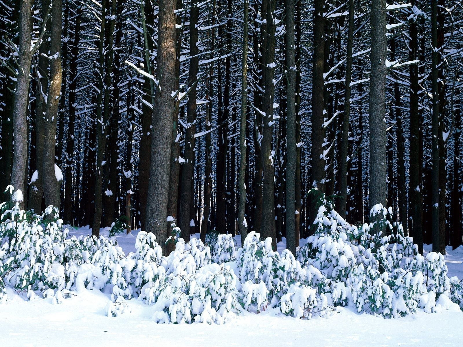 snowing, tree, woodland, tranquility, nature, non-Urban Scene, christmas, pine Tree, frost, day, plant, backgrounds, snow, cold - Temperature, snowdrifts, HD Wallpaper