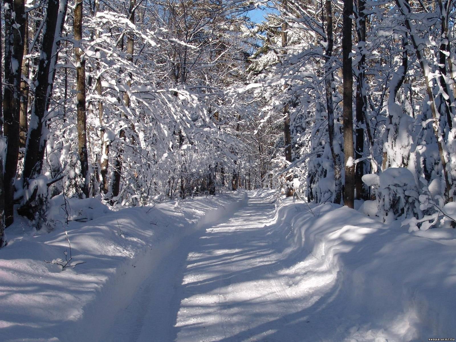 freshness, covering, road, trees, no People, land, snow, backgrounds, rural Scene, snowcapped mountain, white, season, scenics - nature, landscape, non-Urban Scene, HD Wallpaper
