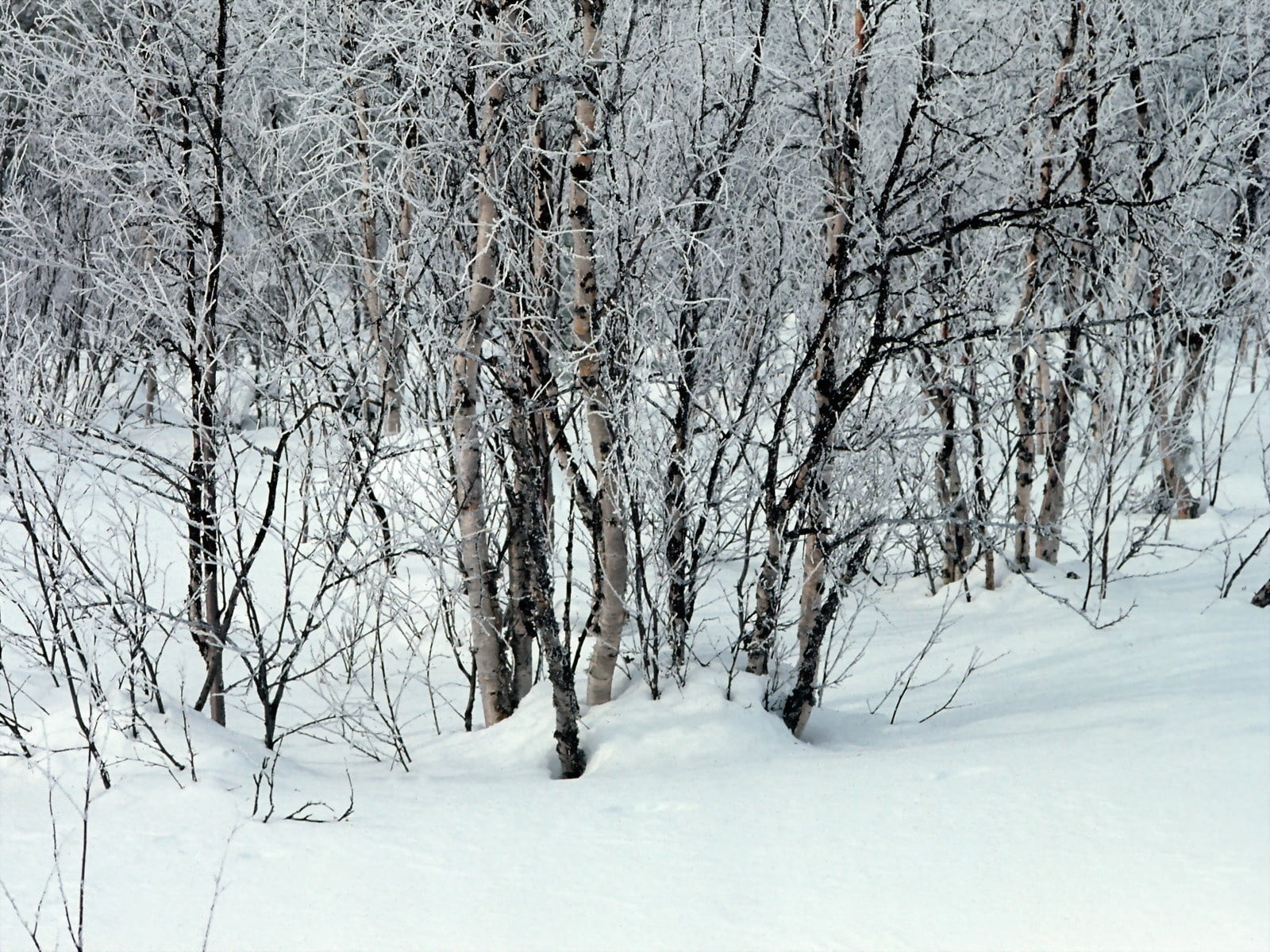 tranquility, white color, ice, day, no People, branch, bare tree, season, nature, beauty In Nature, extreme weather, white, land, frozen, winter, cold - Temperature, HD Wallpaper