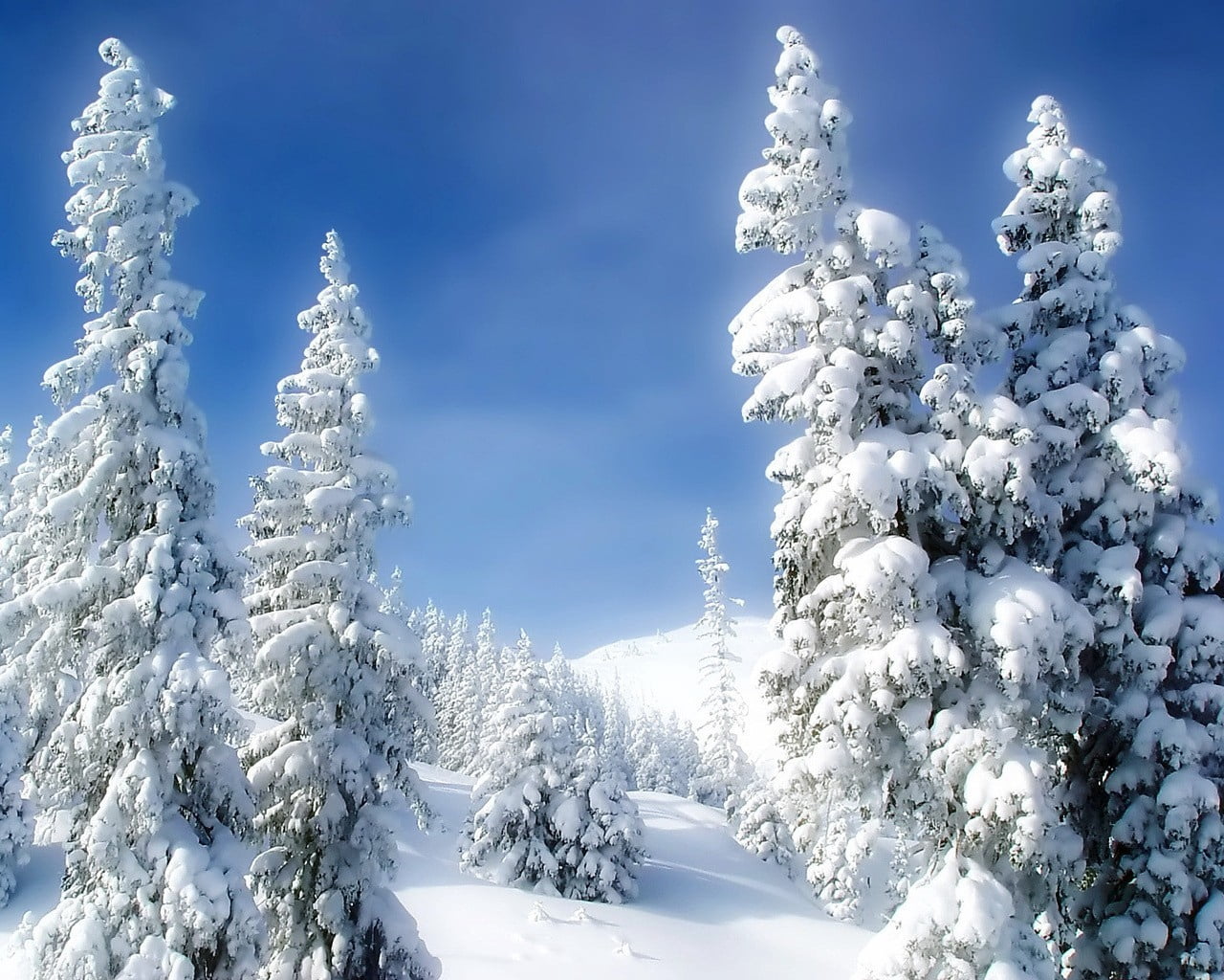 european Alps, spruce Tree, woodland, white color, weather, plant, nature, blue, pines, backgrounds, winter, cloud - sky, scenics - nature, vacations, cold - Temperature, HD Wallpaper
