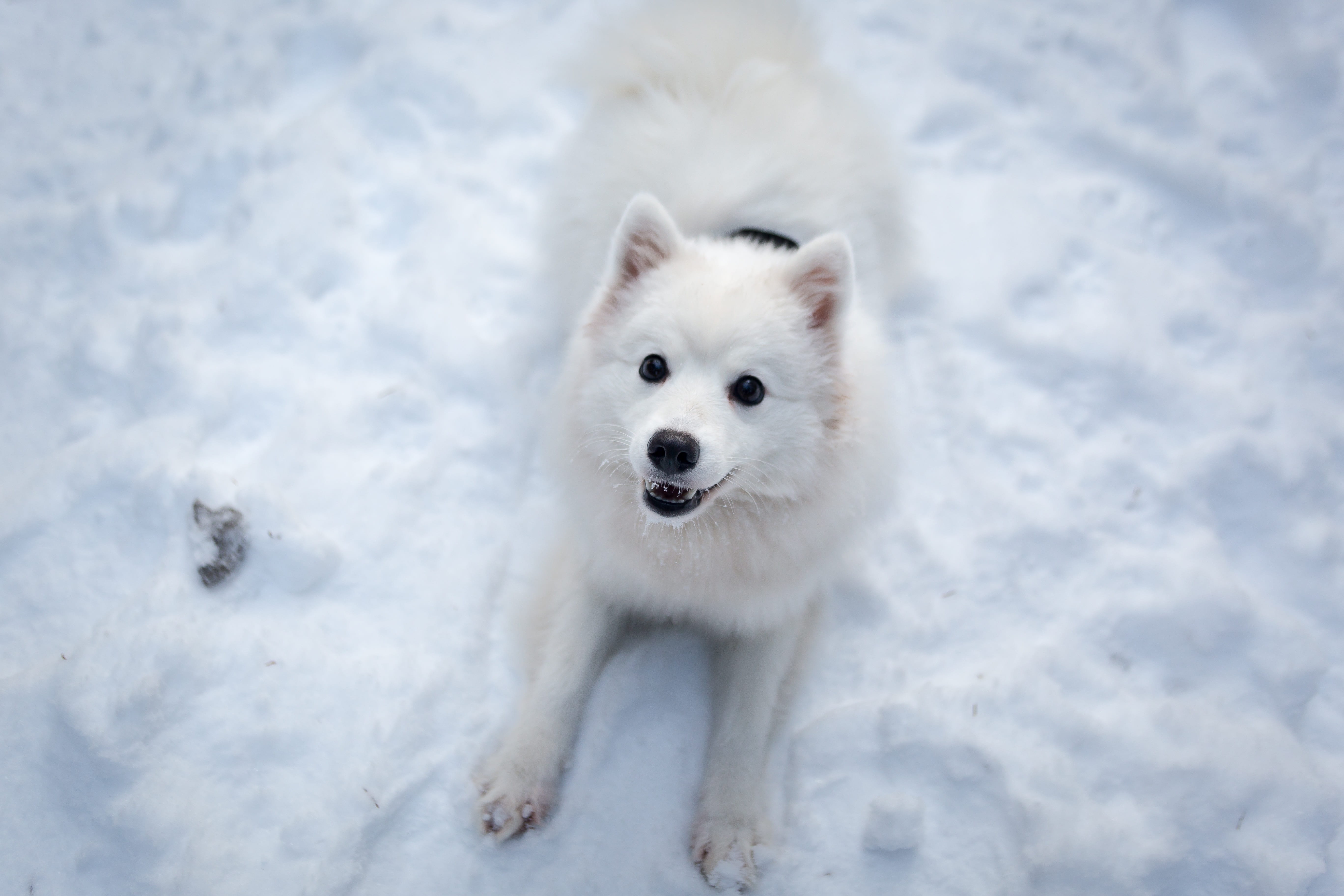 cute, animal head, frost, pet, cold temperature, no people, outdoors, animal, snow, mammal, frozen, playing, canine, animal wildlife, winter, playful, cold, HD Wallpaper