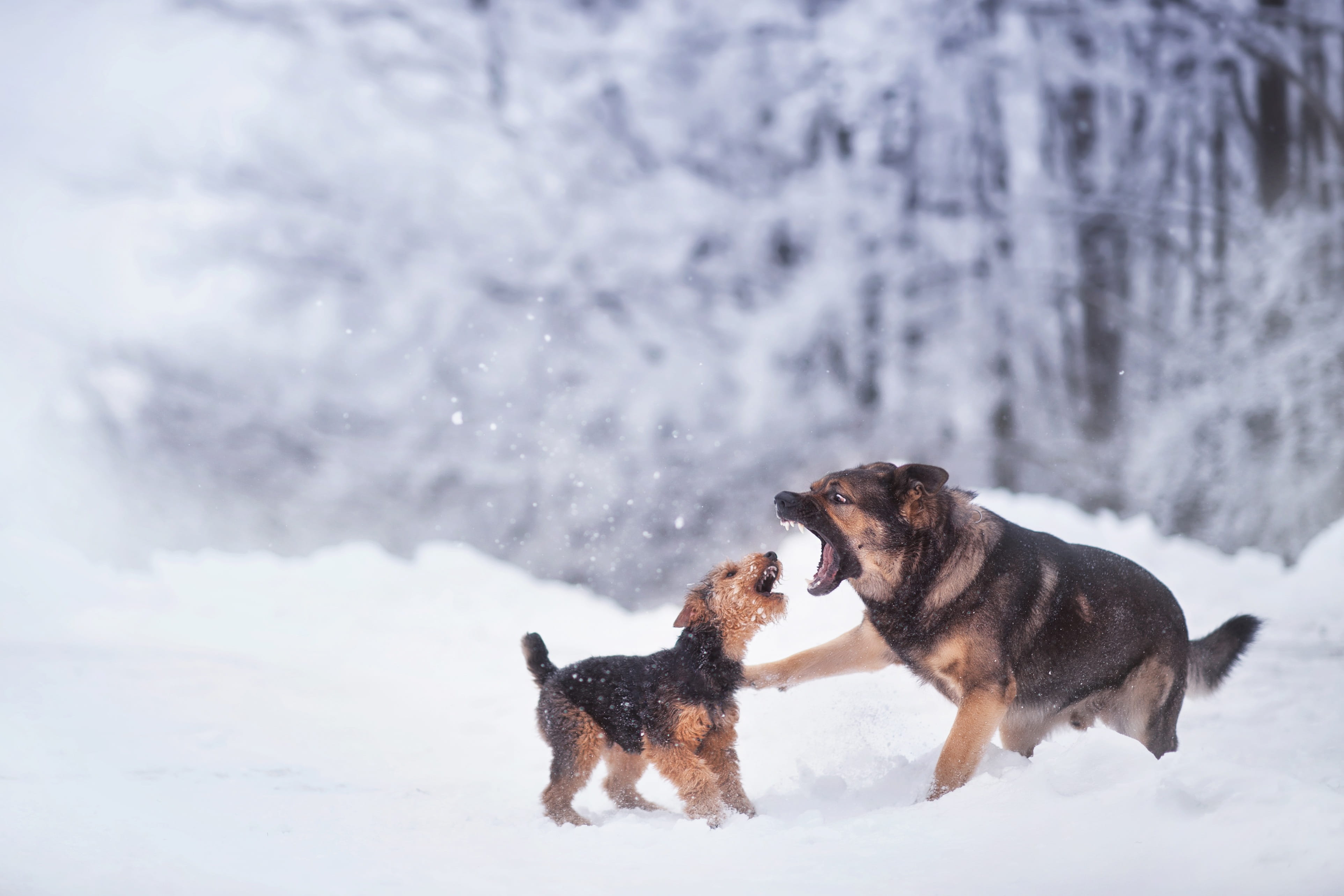 purebred dog, puppy, game, day, German Shepherd, black, canine, no people, shepherd, group of animals, tan, coated, running, dog, cold temperature, snow, HD Wallpaper