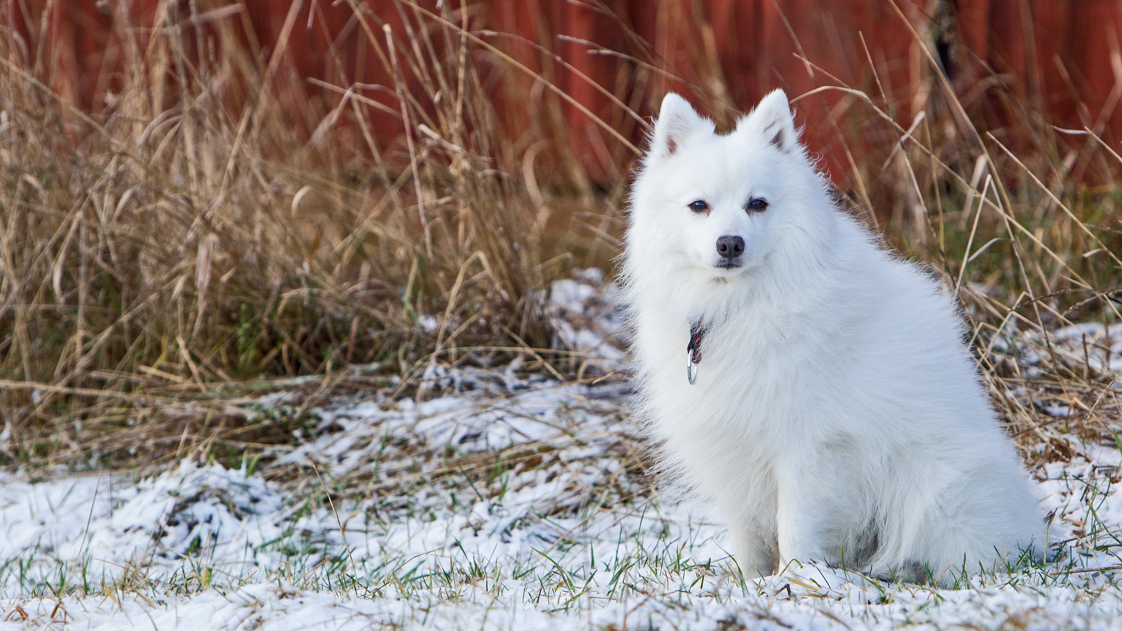 face, snow, 2K, dry grass, sitting, winter, dog, late autumn, white, Spitz, HD Wallpaper