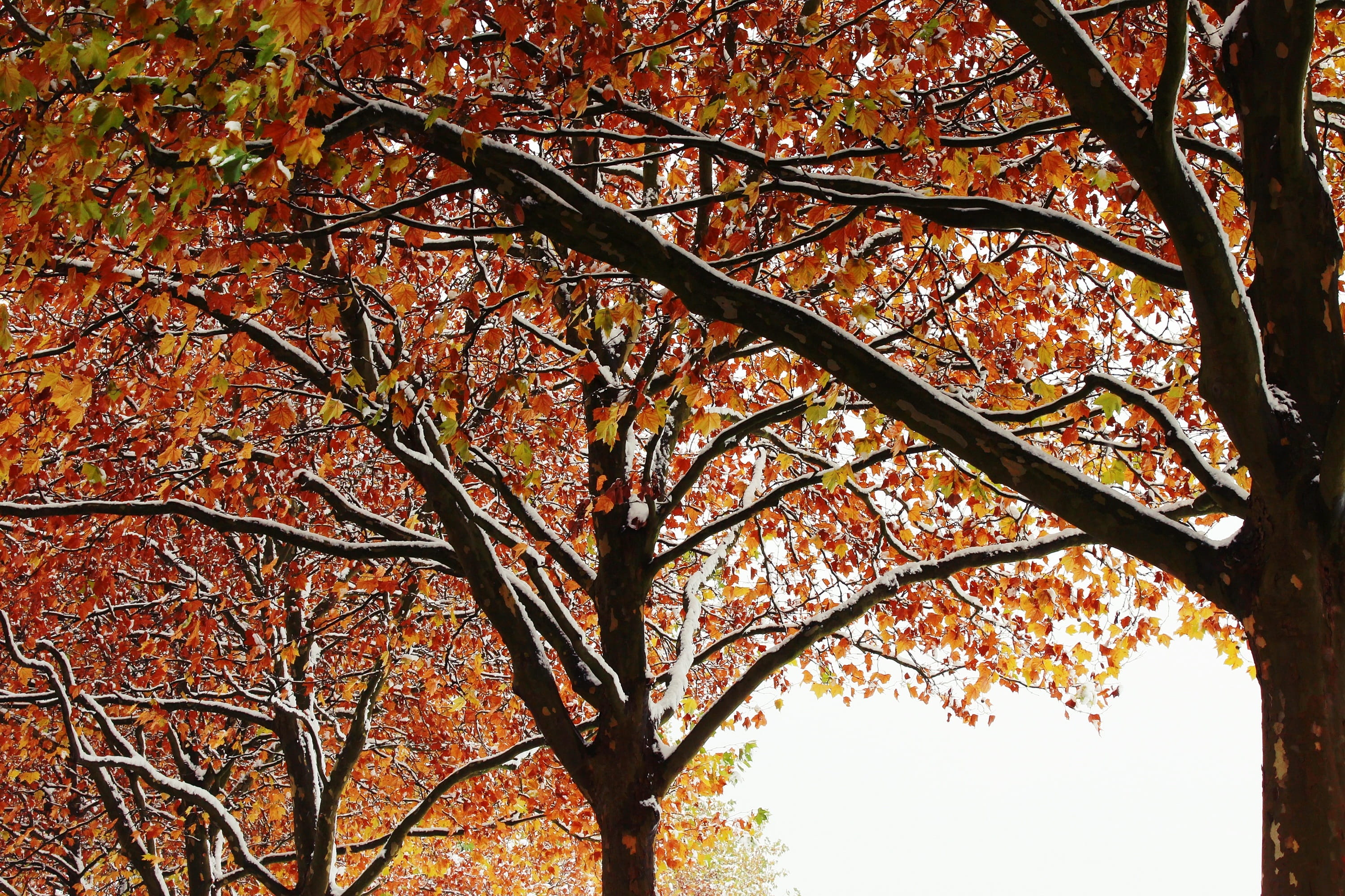 plant, leaves, Winter, rest, maple Tree, Trees, tranquility, no people, landscape, golden autumn, day, 2K, multi Colored, forest, low angle view, color Image, HD Wallpaper