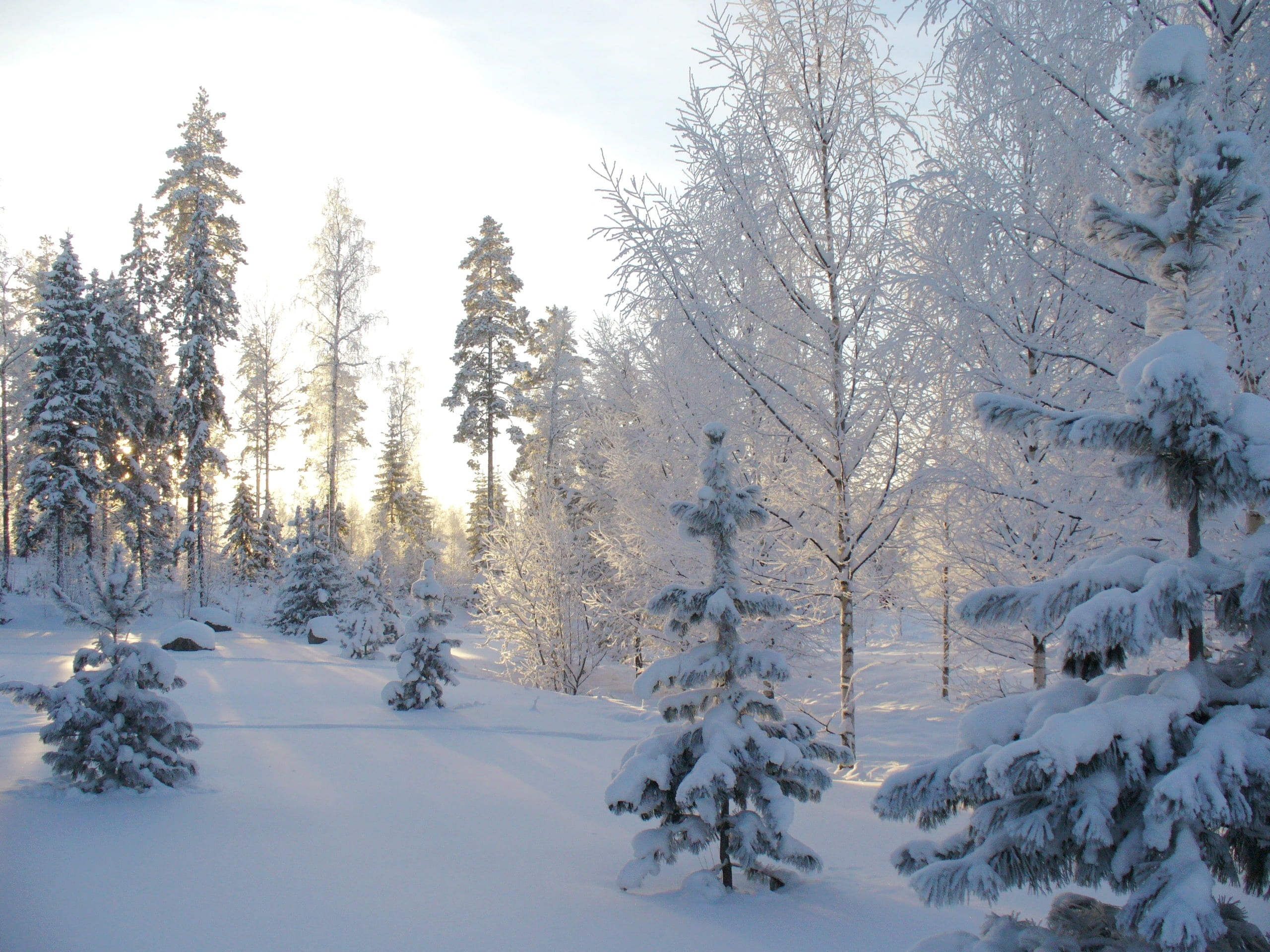 tree, snow, white color, snowdrifts, finland, powder snow, winter, day, forest, nature, outdoors, growth, 2K, tranquil scene, tranquility, plant, white, HD Wallpaper