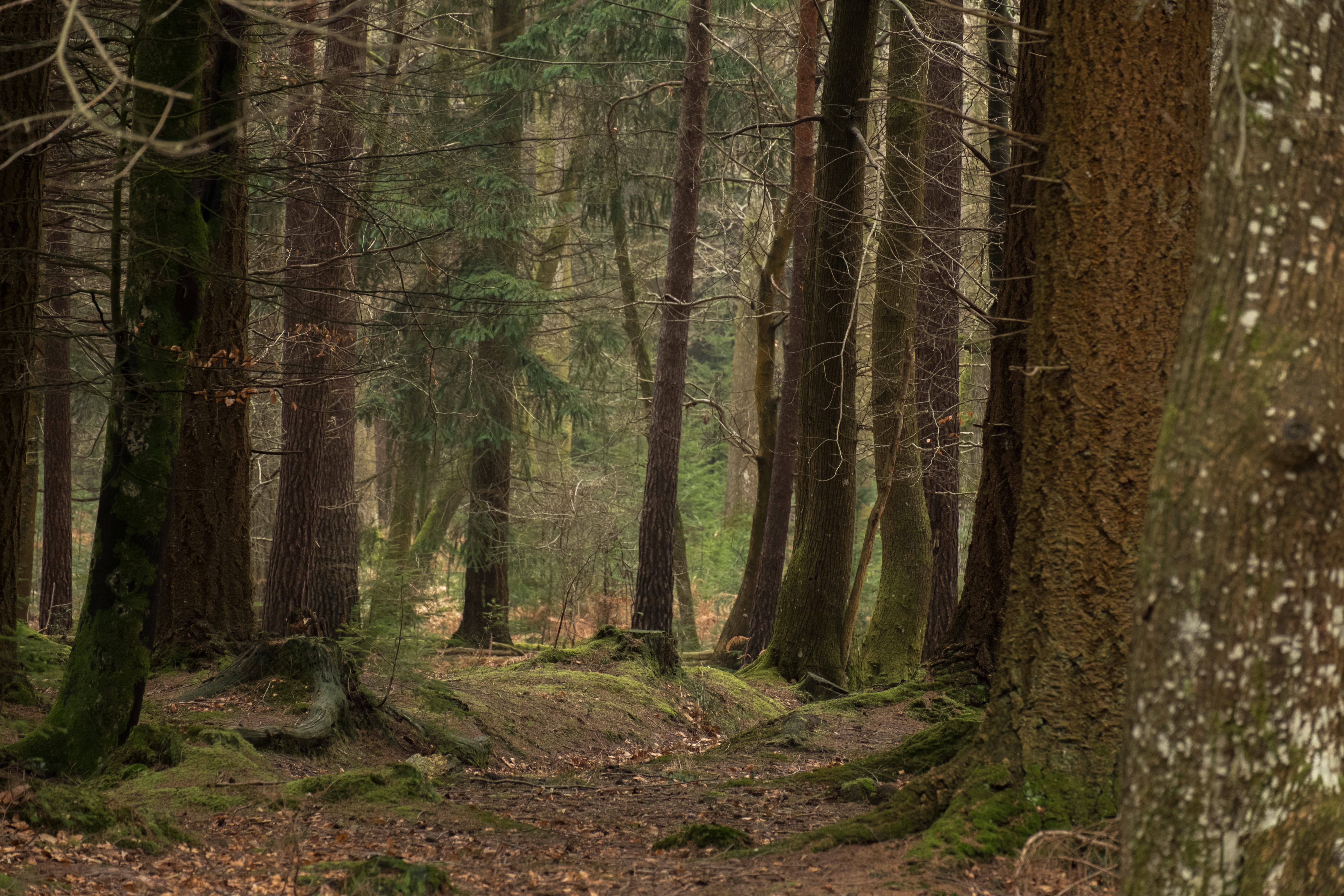 no people, day, outdoors, beauty in nature, tree, trunk, stream, tree trunk, environment, pine woodland, coniferous tree, trees, ground, non-urban scene, HD Wallpaper