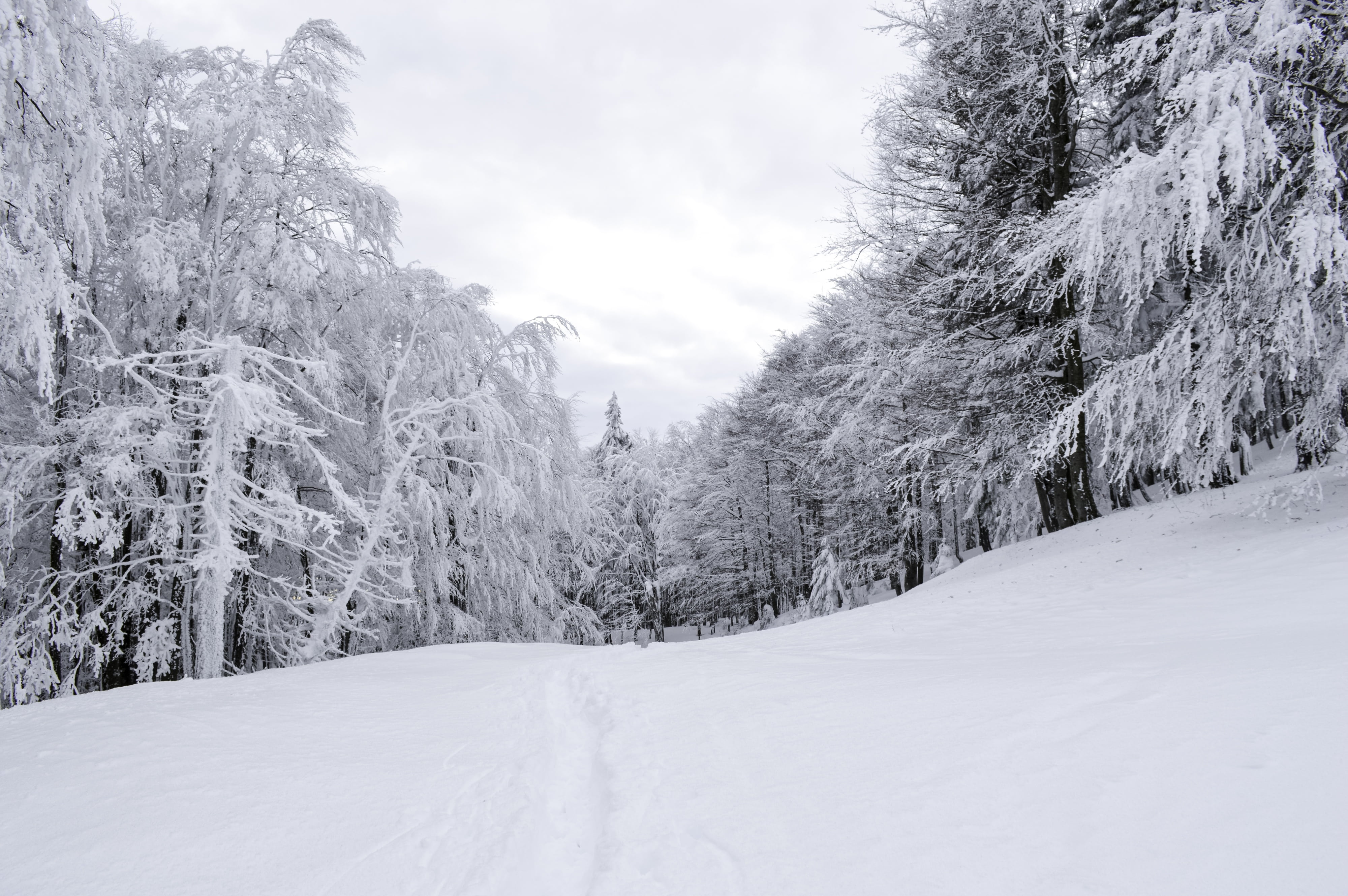 white color, tranquil scene, season, wild, december, snowing, white, non-urban scene, plant, snow, forest, landscape, snowflake, cold temperature, pine woodland, HD Wallpaper