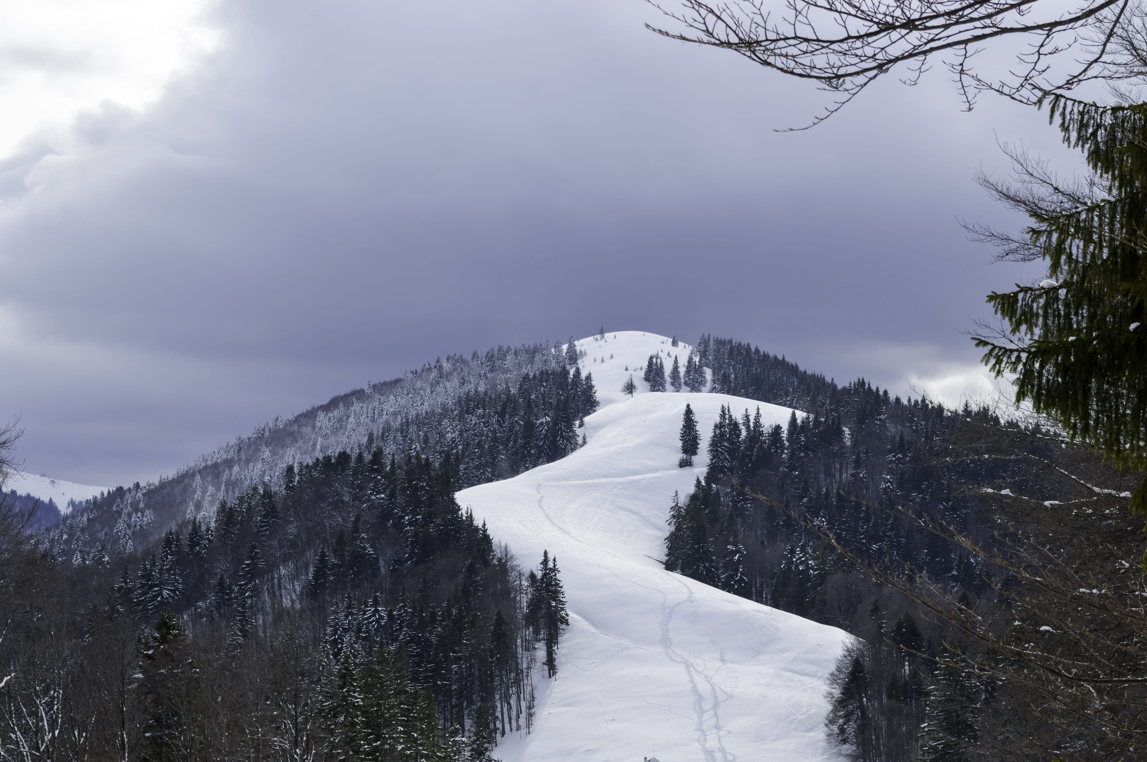 nobody, plant, environment, nature, coniferous tree, wood, tree, scenics - nature, park, no people, land, ice, mountain, landscape, beauty in nature, snowfall, HD Wallpaper