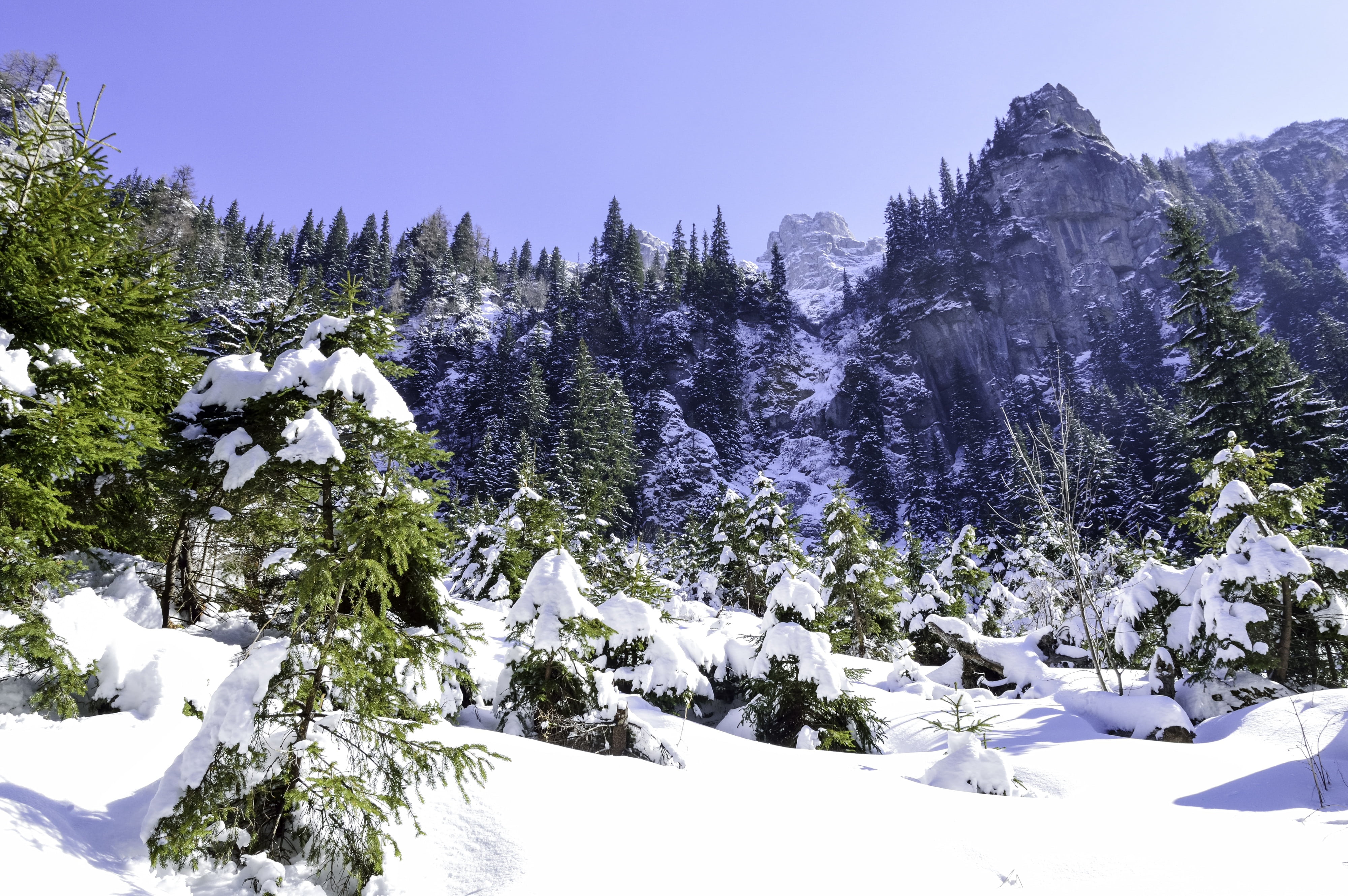 wild, white color, growth, park, land, day, tranquility, outdoors, tree, pine, forest, season, no people, nobody, landscape, nature, beauty in nature, scenics - nature, HD Wallpaper