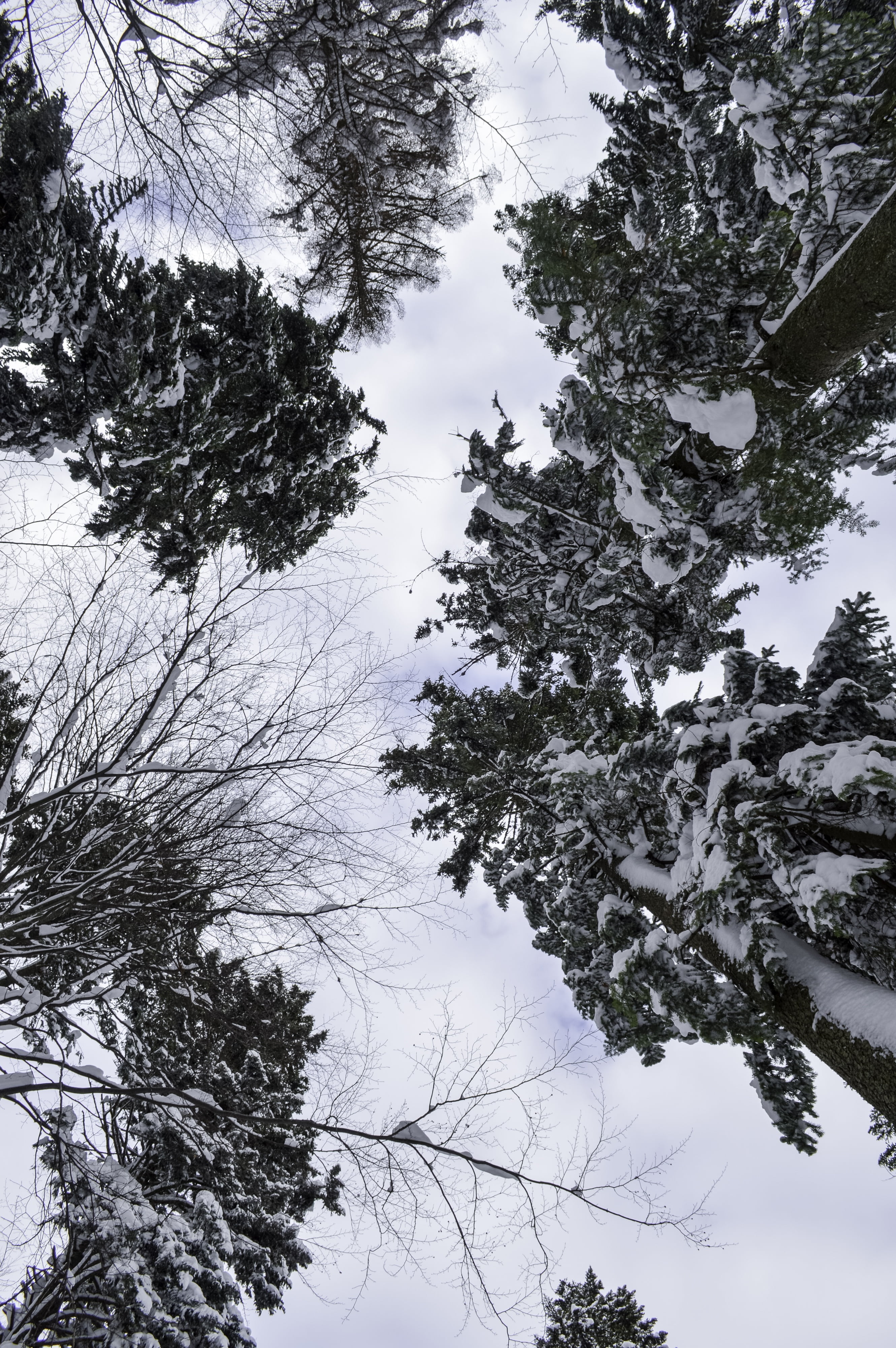 outdoor, pine tree, scenics - nature, no people, weather, day, outdoors, winter, park, snowfall, season, snow, wild, 4K, directly below, growth, snowflake, Phone HD Wallpaper