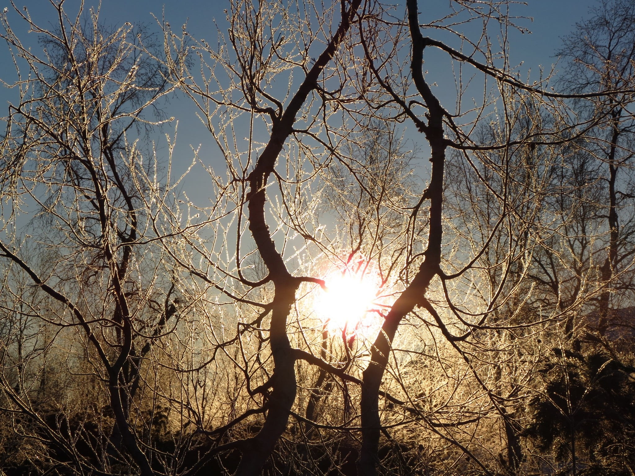 bright, sunlight, branch, no people, beauty in nature, scenics - nature, sunrise, snowflakes, dawn, sky, landscape, outdoors, morning, tranquility, sunbeam, HD Wallpaper