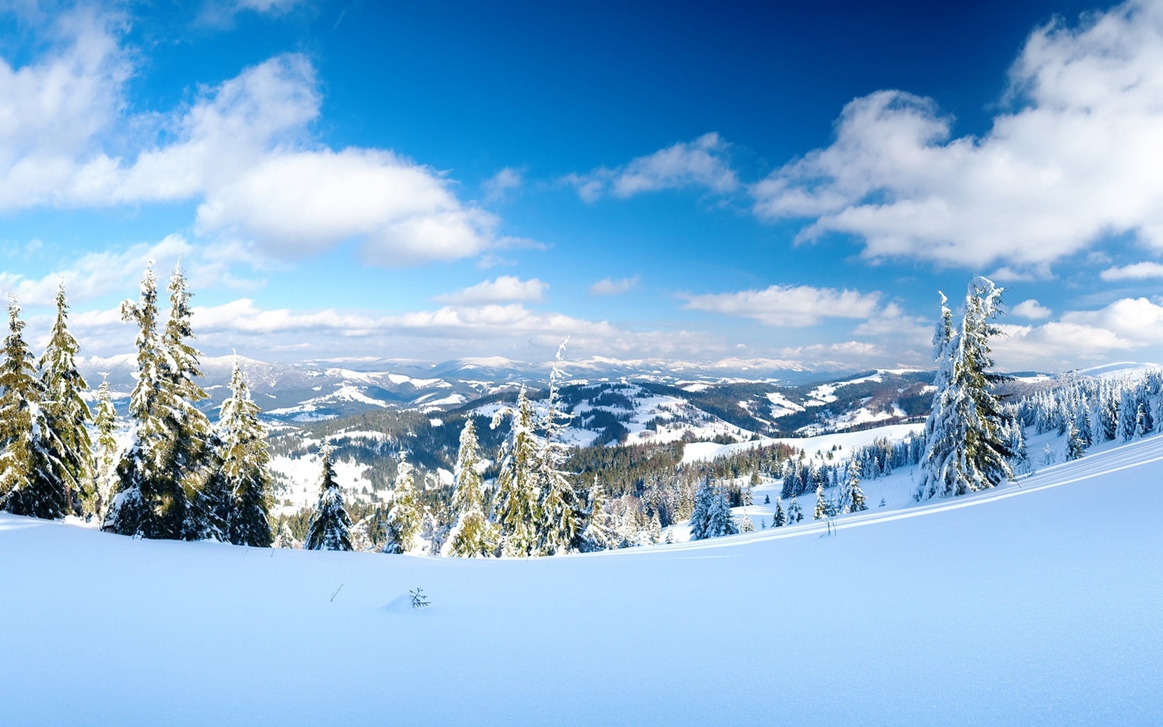 pine tree, pine, winter, coniferous tree, 720P, tree, landscape, nature, snowdrift, cloud - sky, mountain, height, trees, sky, environment, beauty in nature, HD Wallpaper