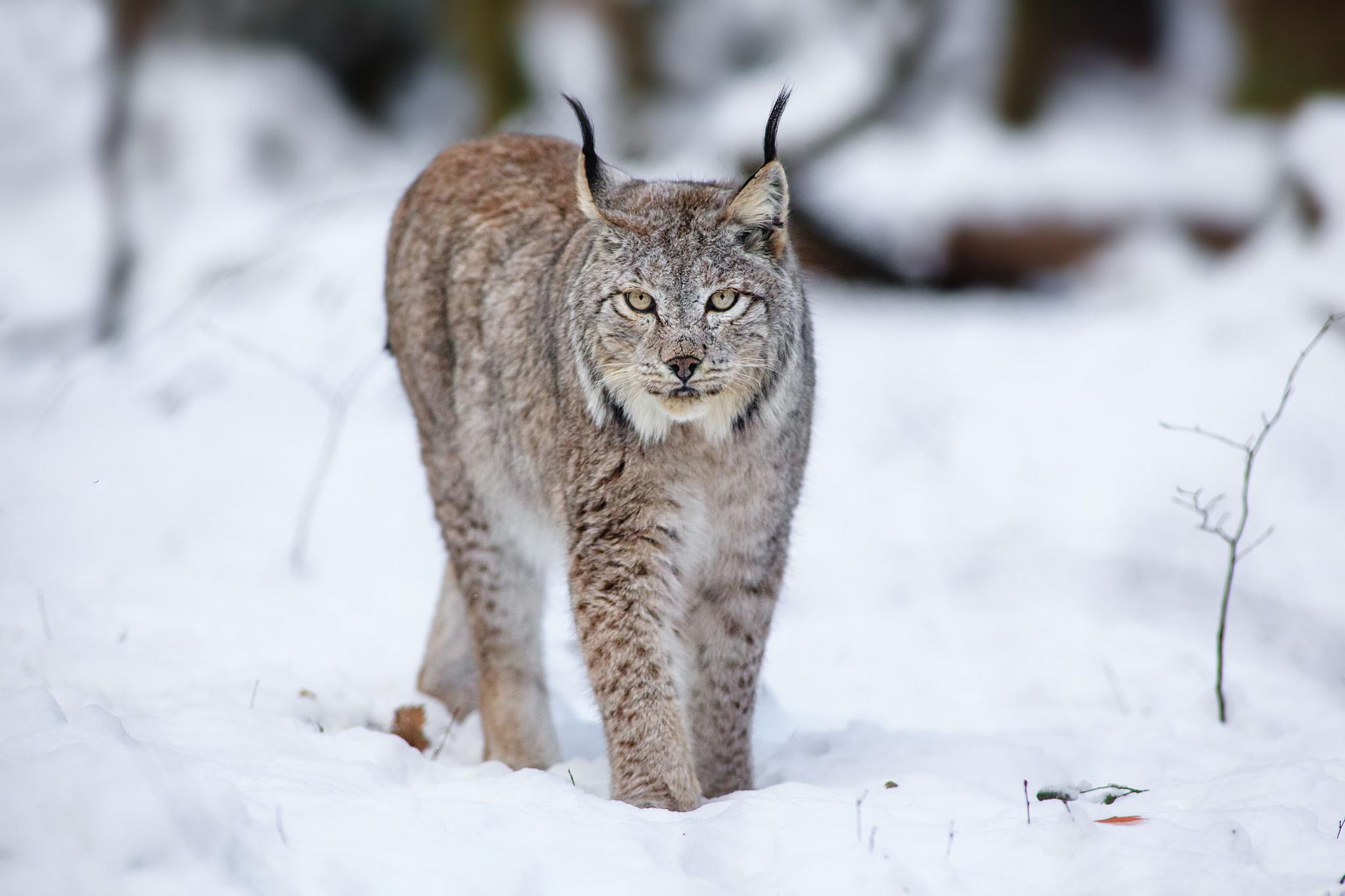 cats, winter, hd, lynx, desktop, animals, 1080P, snow, HD Wallpaper