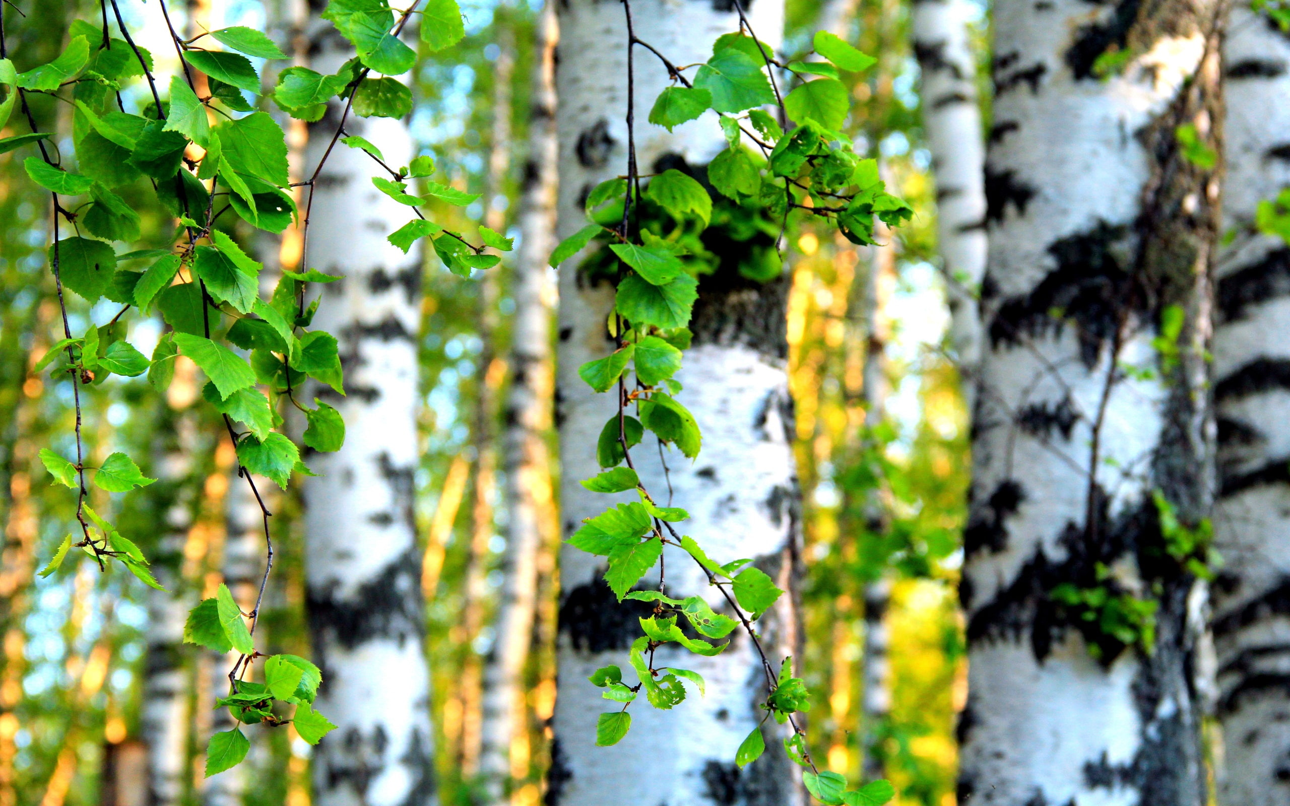 twigs, Leaves, Birch, green, 2K, Forest, Trees, HD Wallpaper