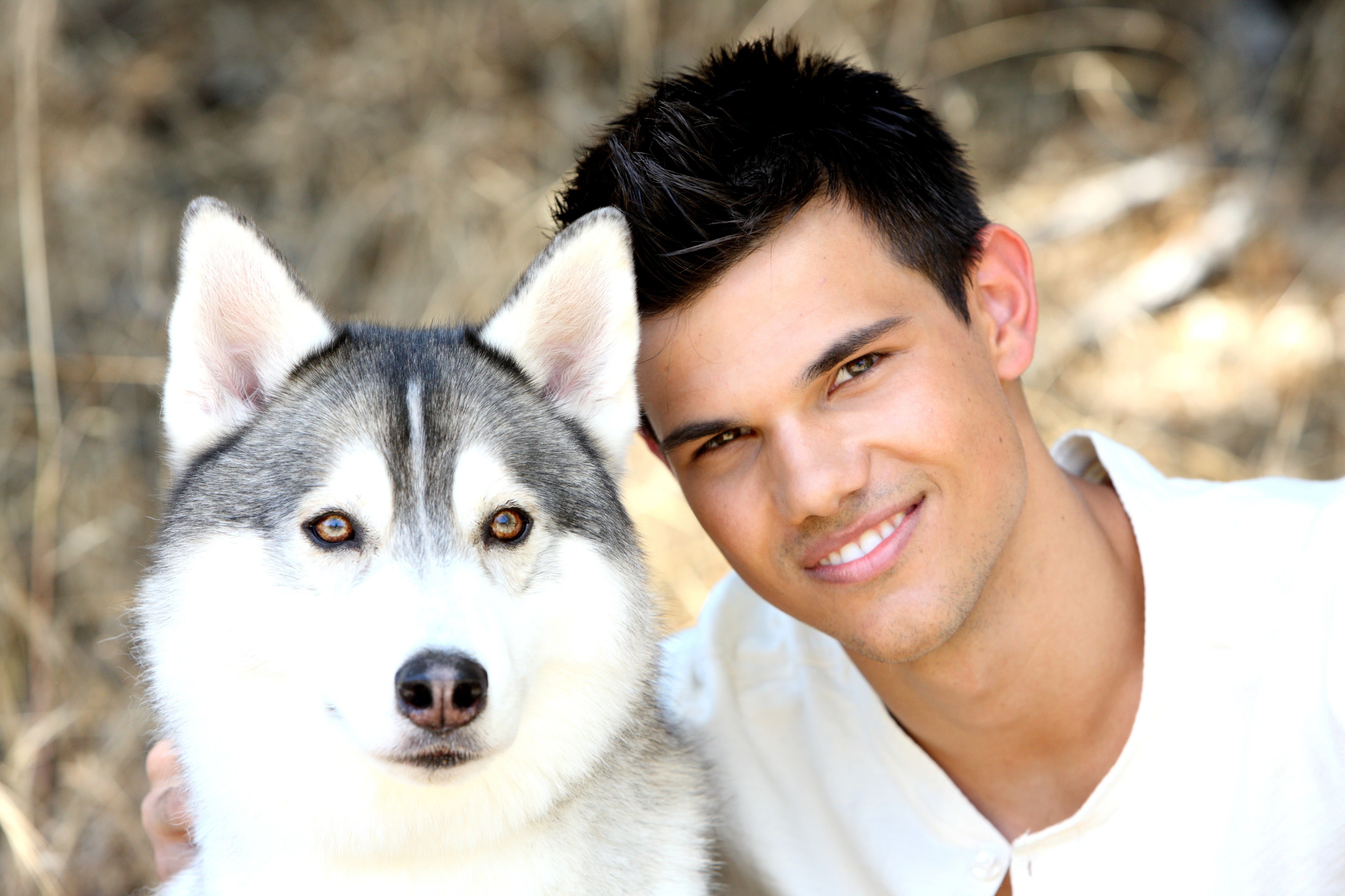 adult, taylor, siberian Husky, domestic, teylor lautner, pets, white, puppy, men, nature, smiling, joy, cheerful, dog, domestic Animals, emotion, looking, HD Wallpaper