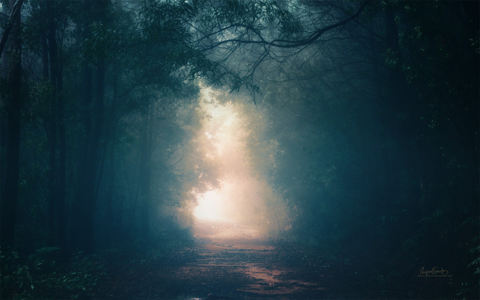 fog, outdoors, no people, nature, growth, atmospheric, beauty in nature, tree, tranquility, woodland, scenics - nature, foggy, forest, 1080P, road, tranquil scene, HD Wallpaper