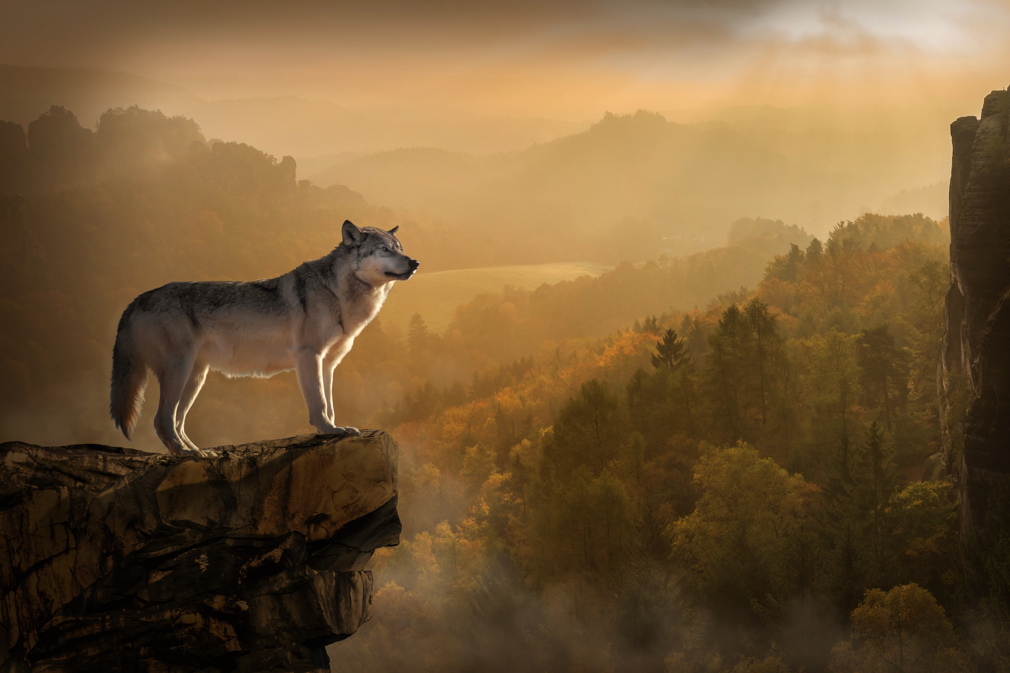 Forest, 4K, 4K, Rocks, Wolf, Foggy, HD Wallpaper