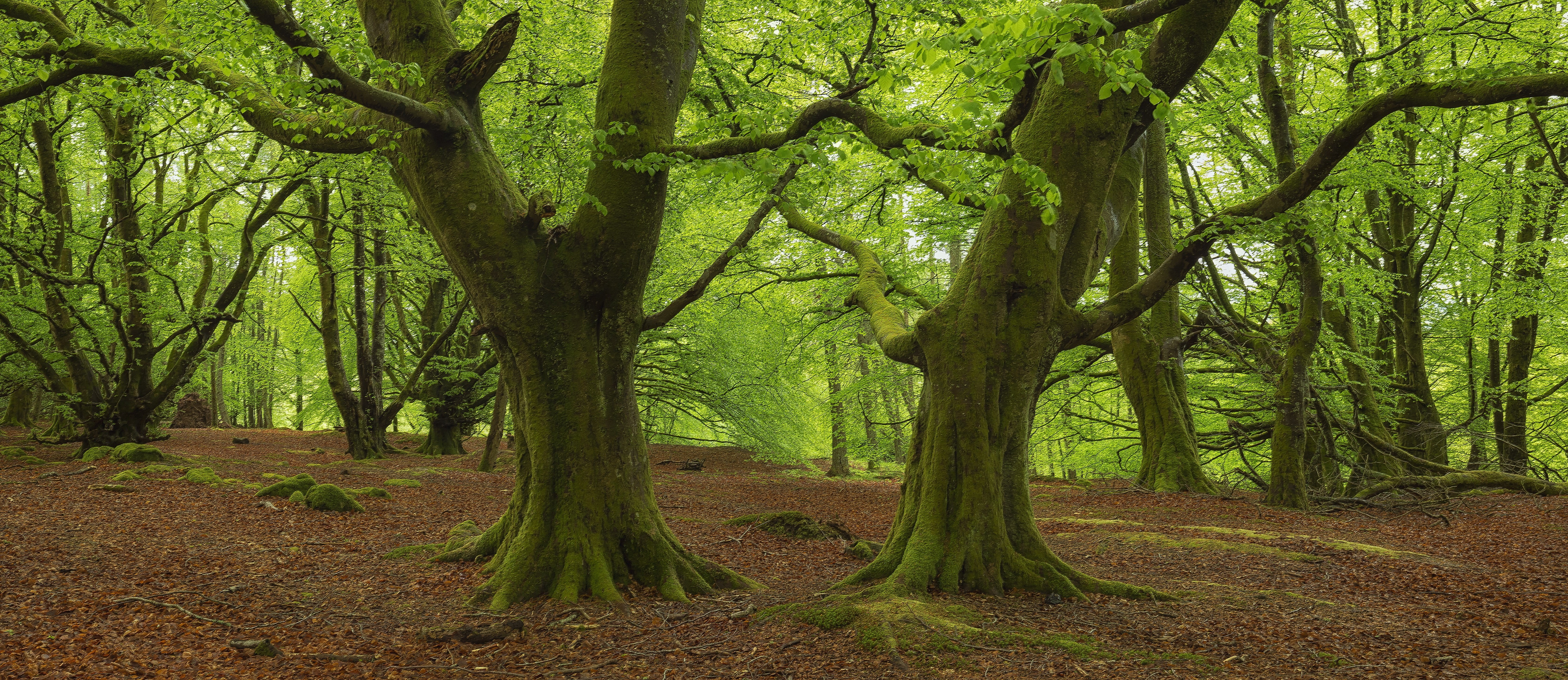 bracklinn, view, forests, 5K, trees, nature, callander, scotland, HD Wallpaper