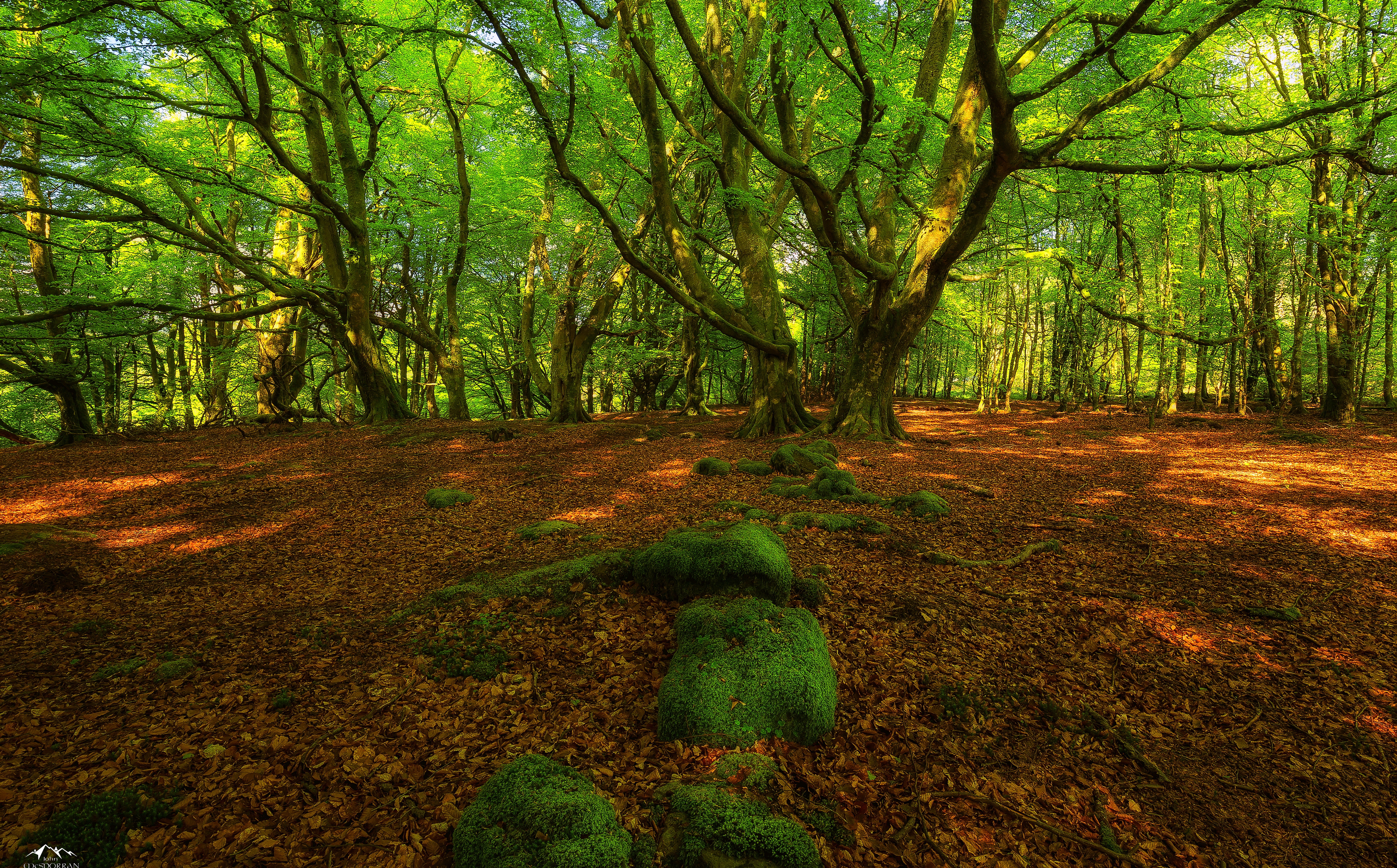 trunk, field, Forest, callander, Green, non-urban scene, Forests, OldRoad, Nature, woodland, change, trossachs, tree trunk, no people, green color, Spring, HD Wallpaper