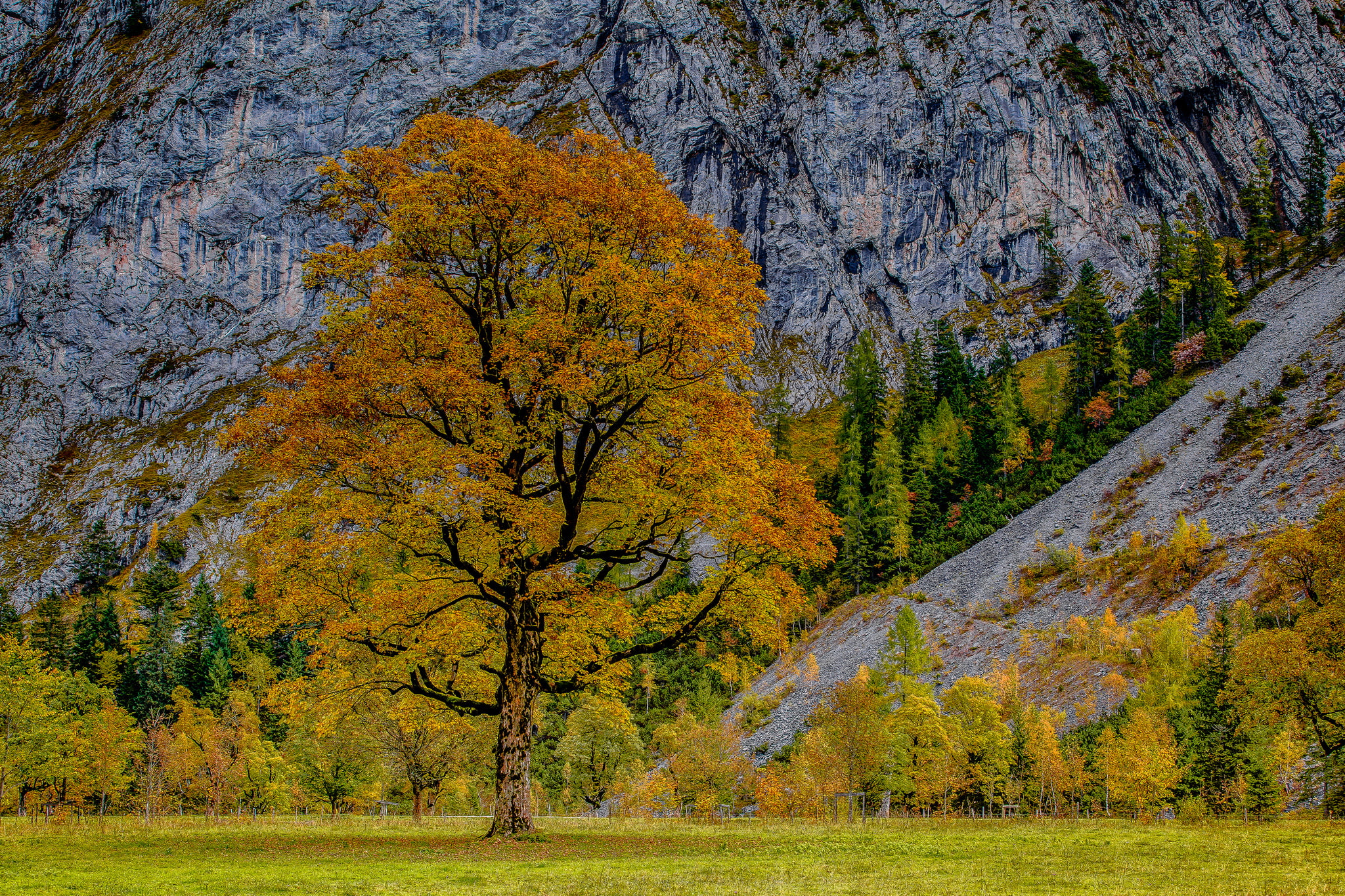trees, autumn, 1080P, Karwendel, Alps, Austria, HD Wallpaper