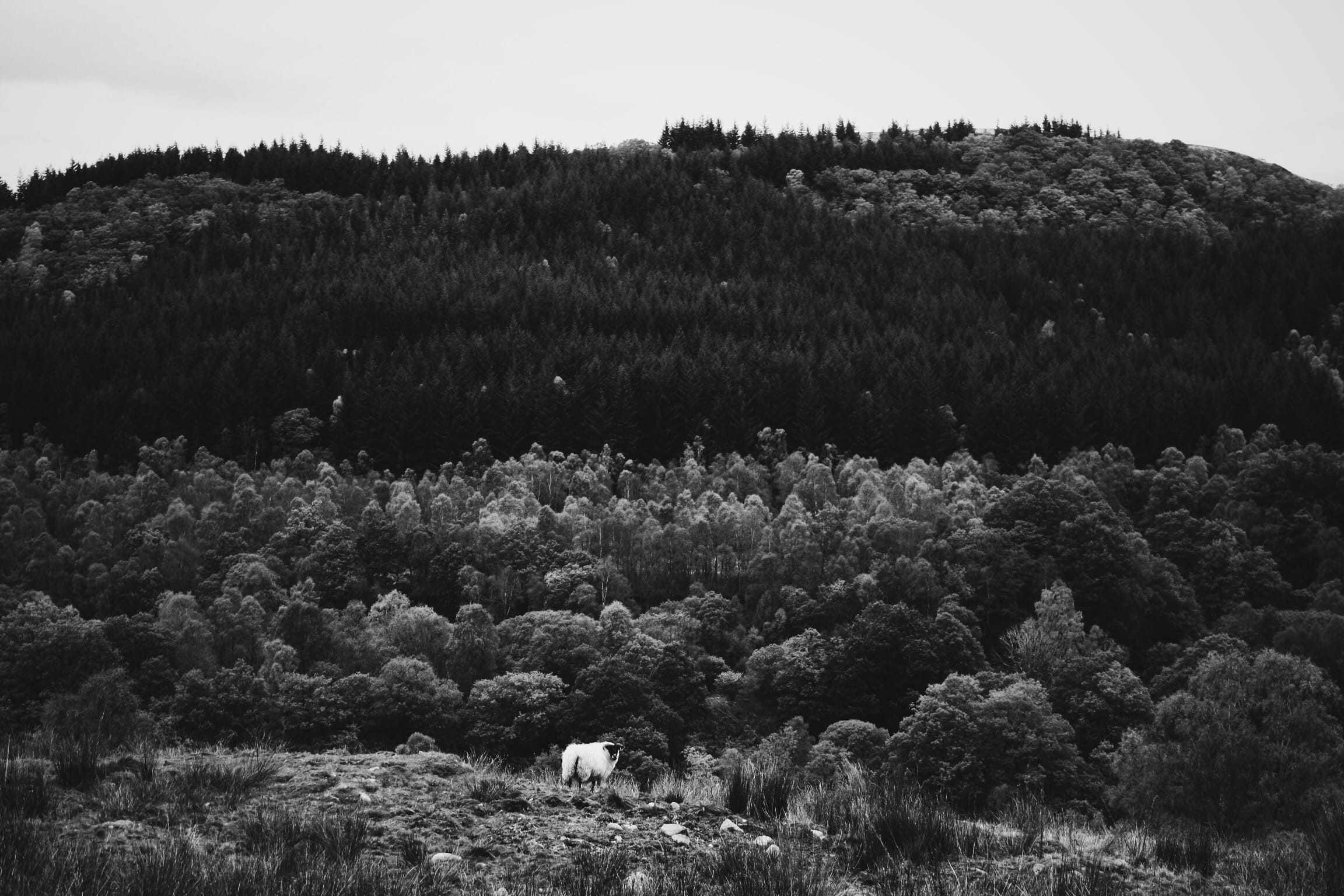 environment, tranquil scene, tree, field, plant, tranquility, no people, remote, nature, ballater, scenics - nature, high angle view, land, growth, sky, HD Wallpaper