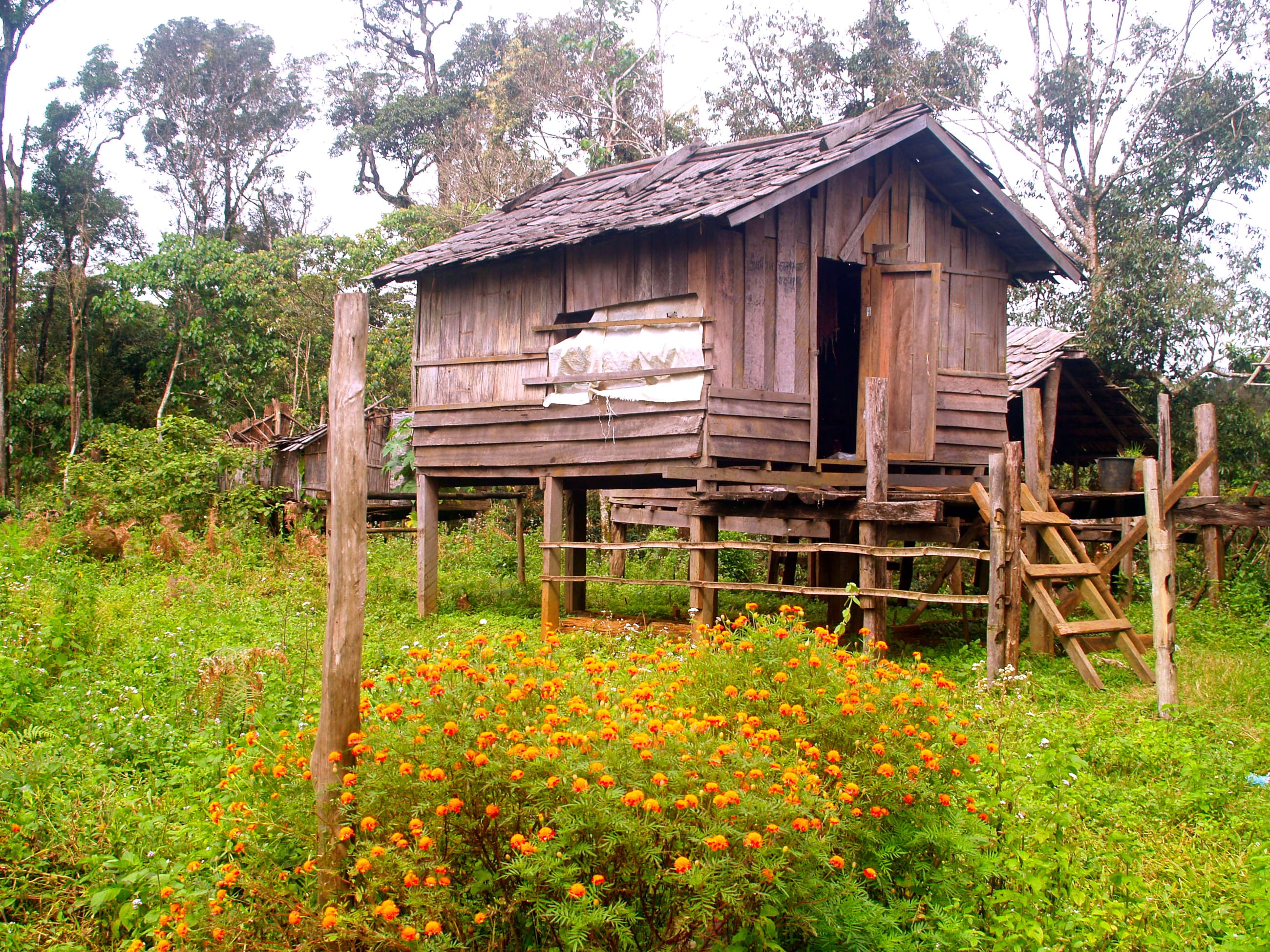 building, tree, landscape, growth, land, 2K, old, cabin, abandoned, field, rural scene, architecture, pile dwelling, house, wooden, plant, built structure, HD Wallpaper