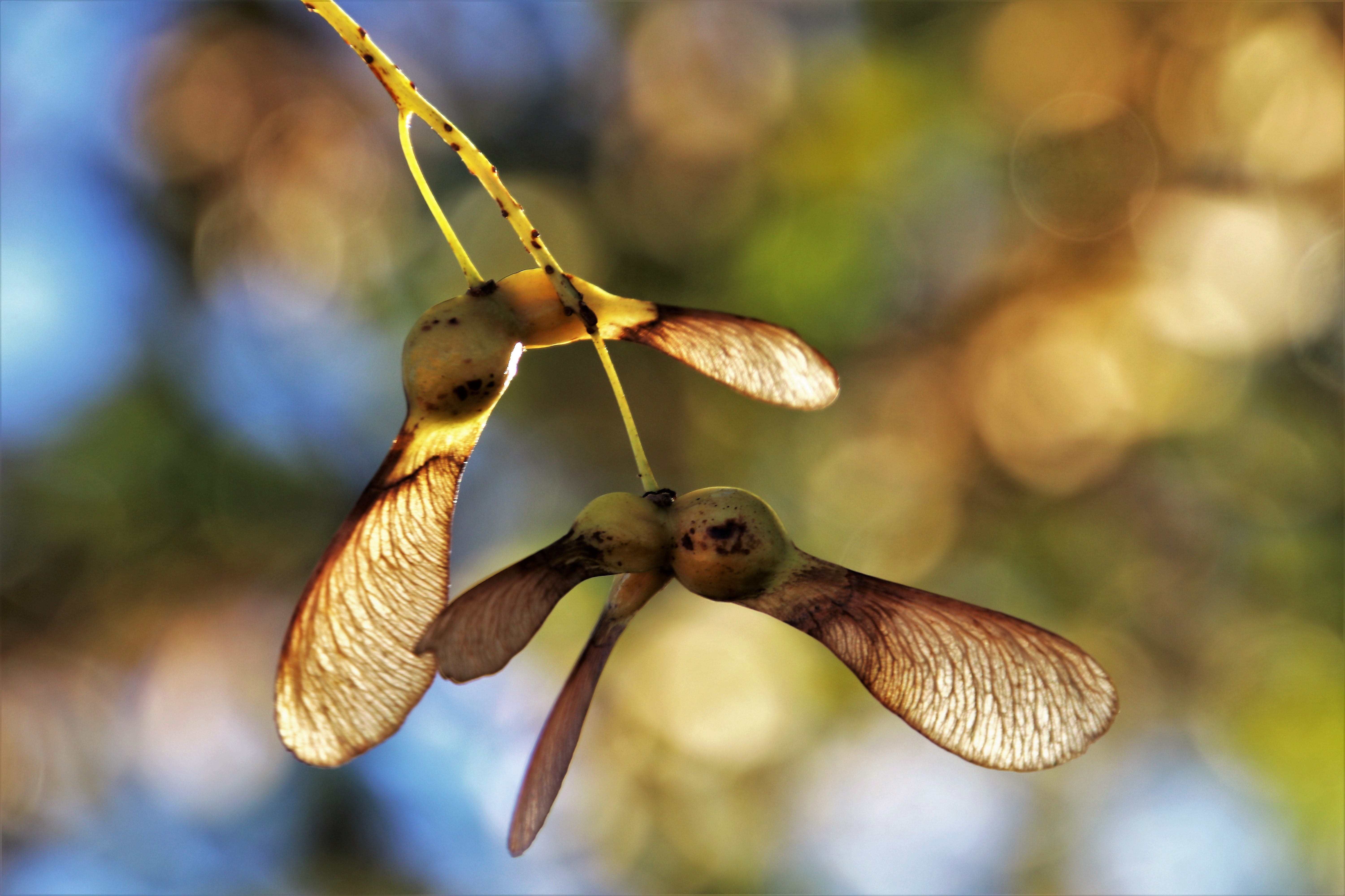 orange, no people, foliage, mood, branch, food, tree, fragility, plant part, plant, beauty in nature, season, focus on foreground, the environment, wings, HD Wallpaper