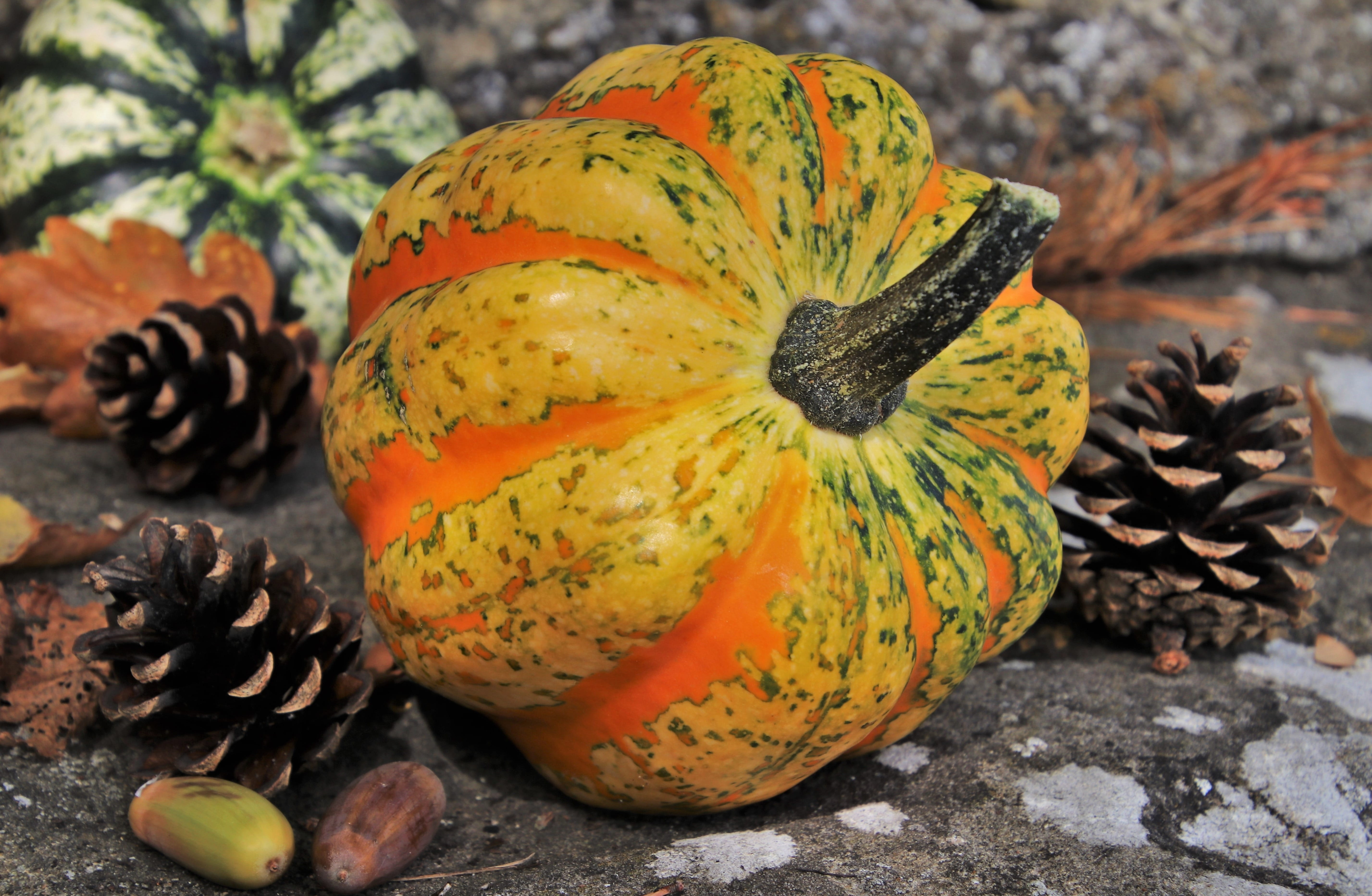 healthy eating, close-up, food, plant, pumpkins, focus on foreground, orange color, nature, parish, garden, wellbeing, collapse, outdoors, food and drink, HD Wallpaper