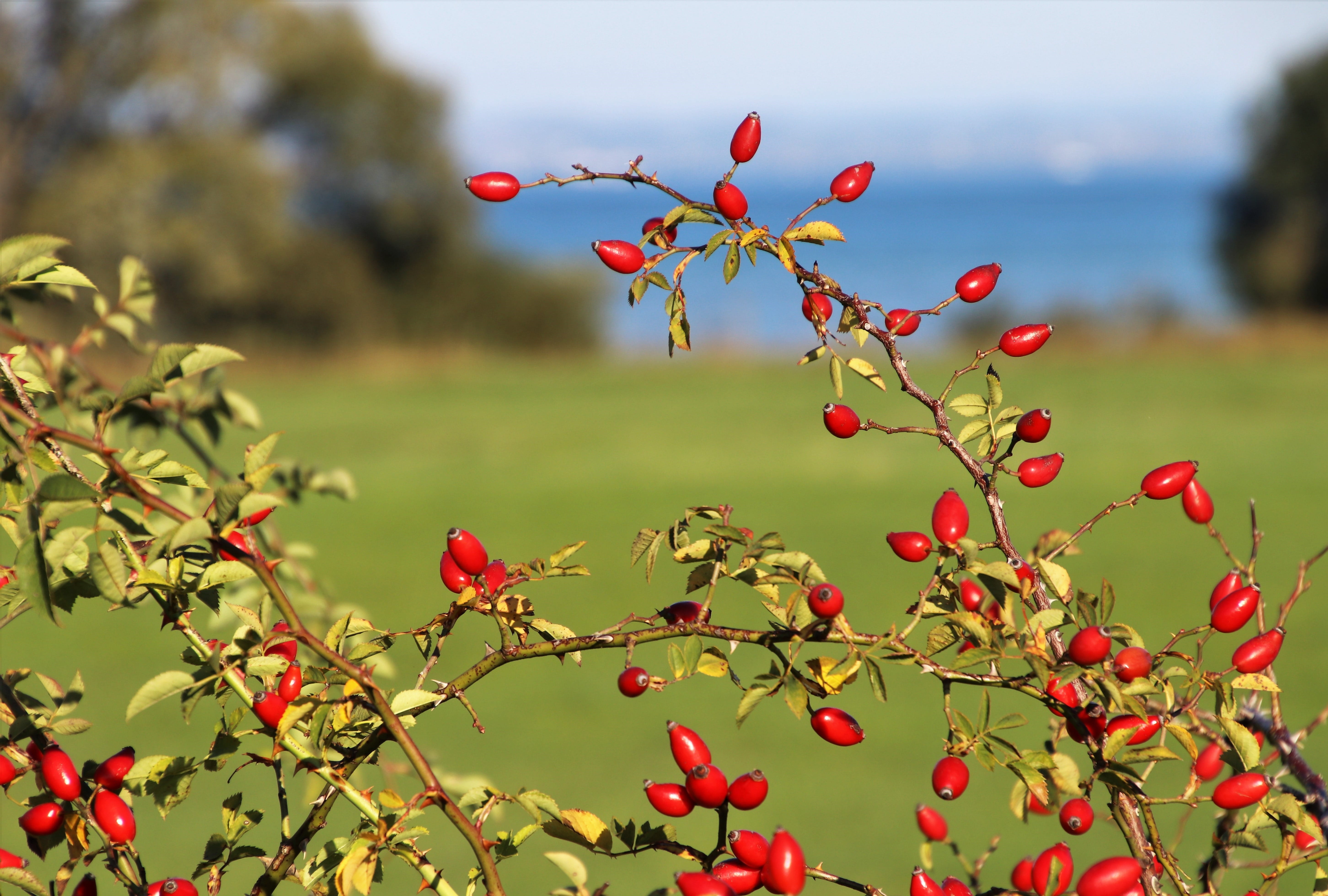 healthy eating, at the court of, flower head, food and drink, beauty in nature, fruit, branch, in the fall, day, close up, green, meadow, autumn, the prospect of, HD Wallpaper