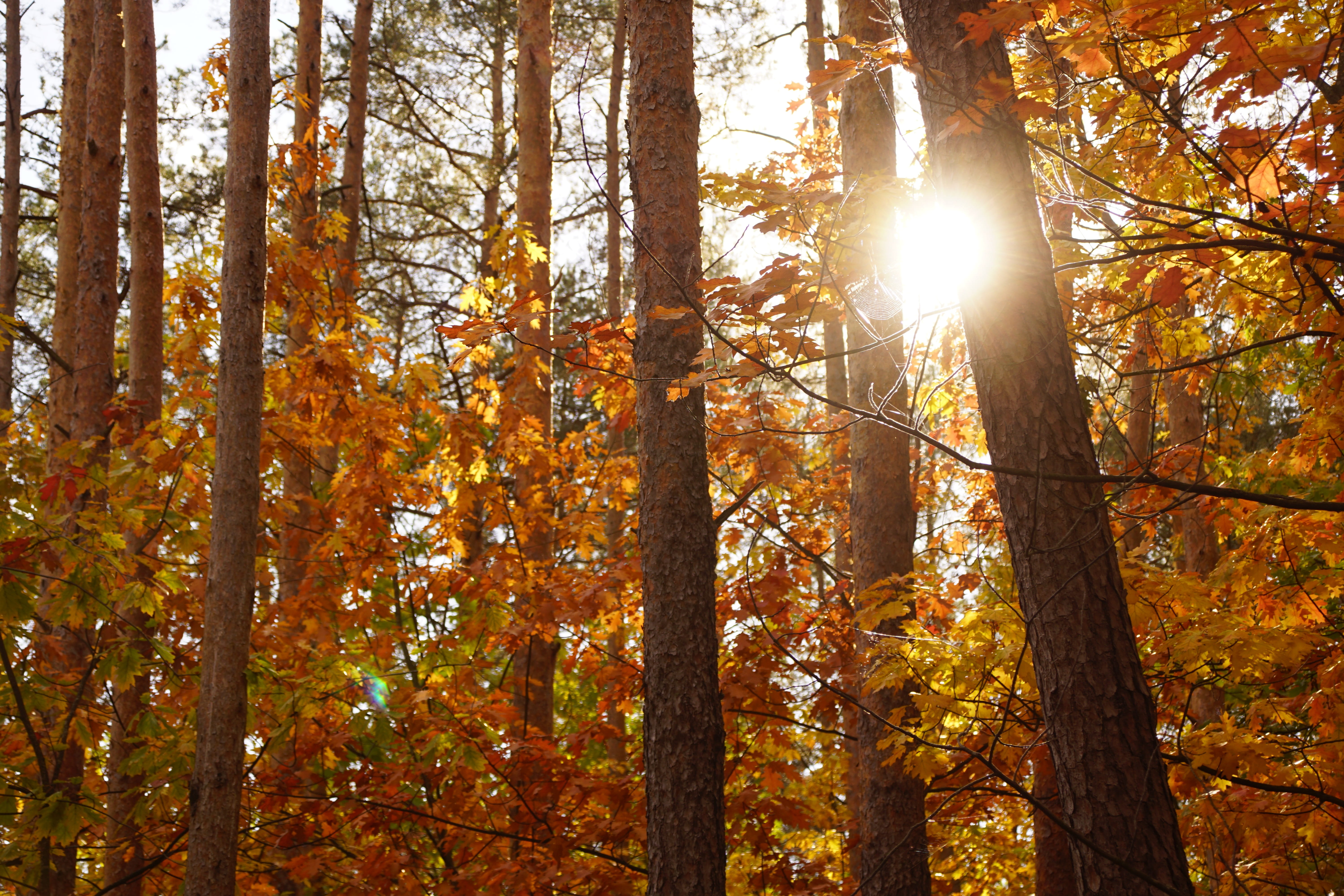 lens flare, growth, the sun, tranquil scene, sunlight, tree, outdoors, in the fall, 5K, land, plant, scenics - nature, oct, trail, colorful, trunk, foliage, HD Wallpaper