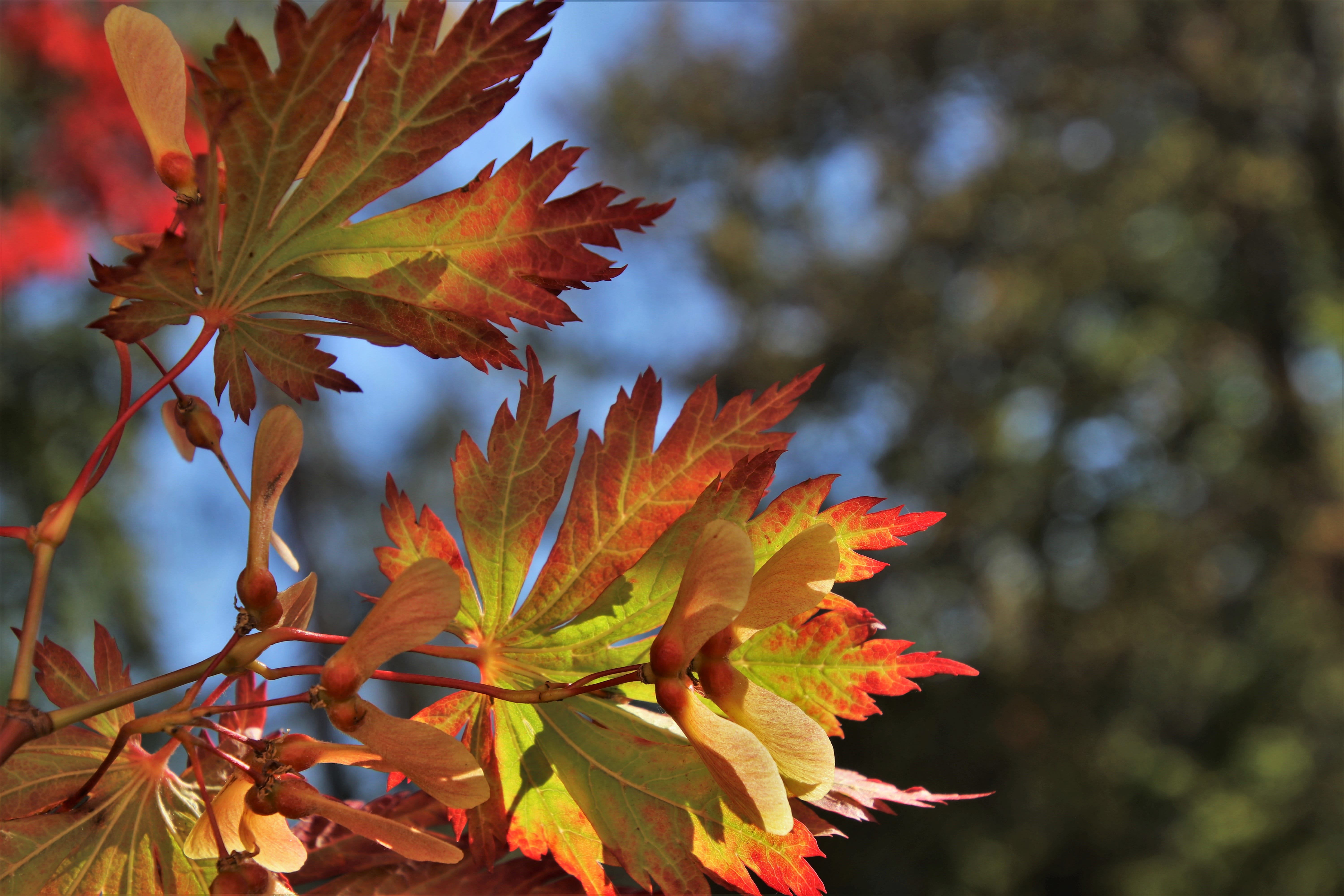 change, the environment, maple leaf, tree, oct, day, leaves, clone, close-up, focus on foreground, no people, natural, in the fall, maple tree, collapse, HD Wallpaper