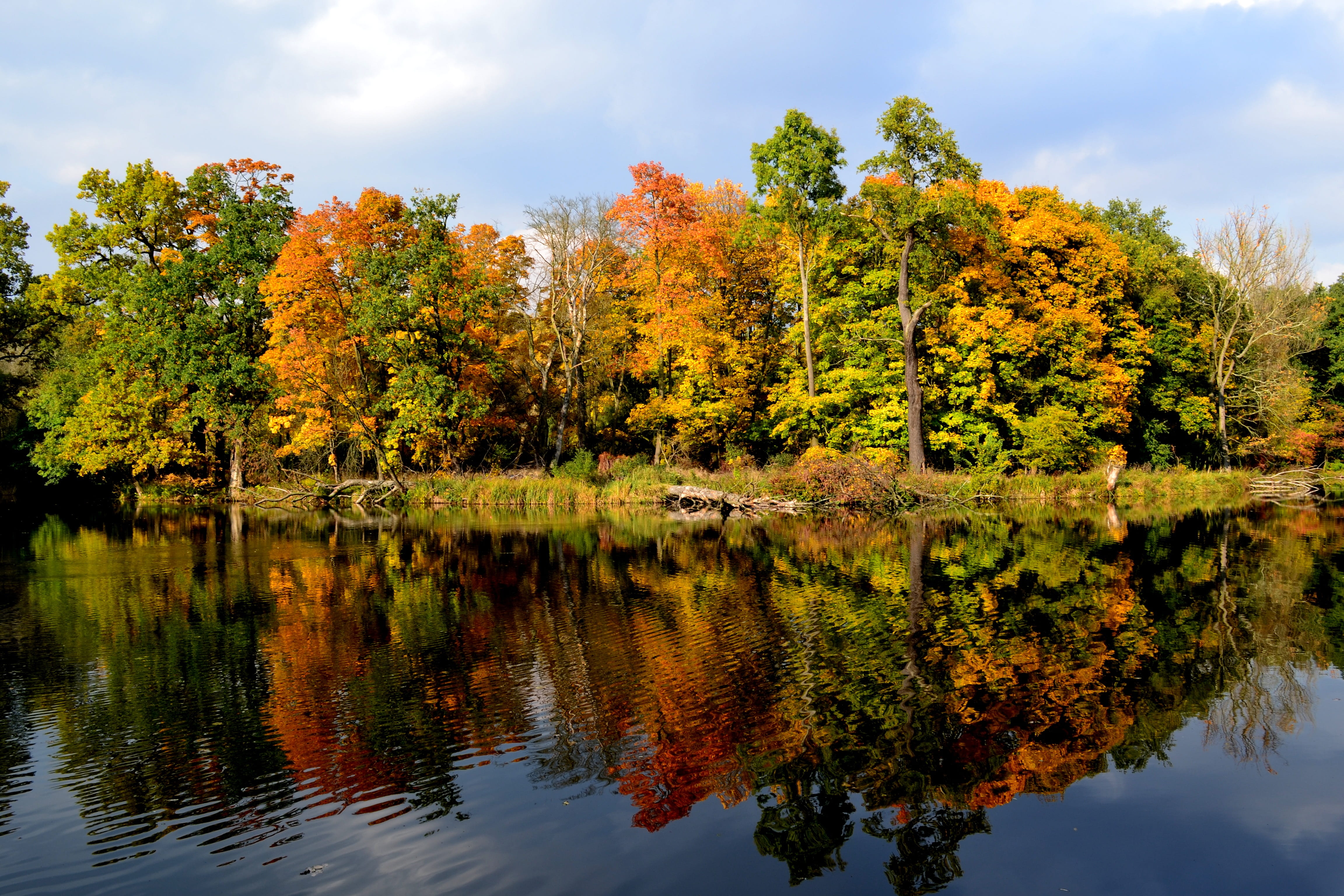 water, cloud - sky, orange color, yellow, non-urban scene, plant, red, tranquility, tree, lake, day, foliage, 4K, outdoors, fall, tranquil scene, nature, HD Wallpaper