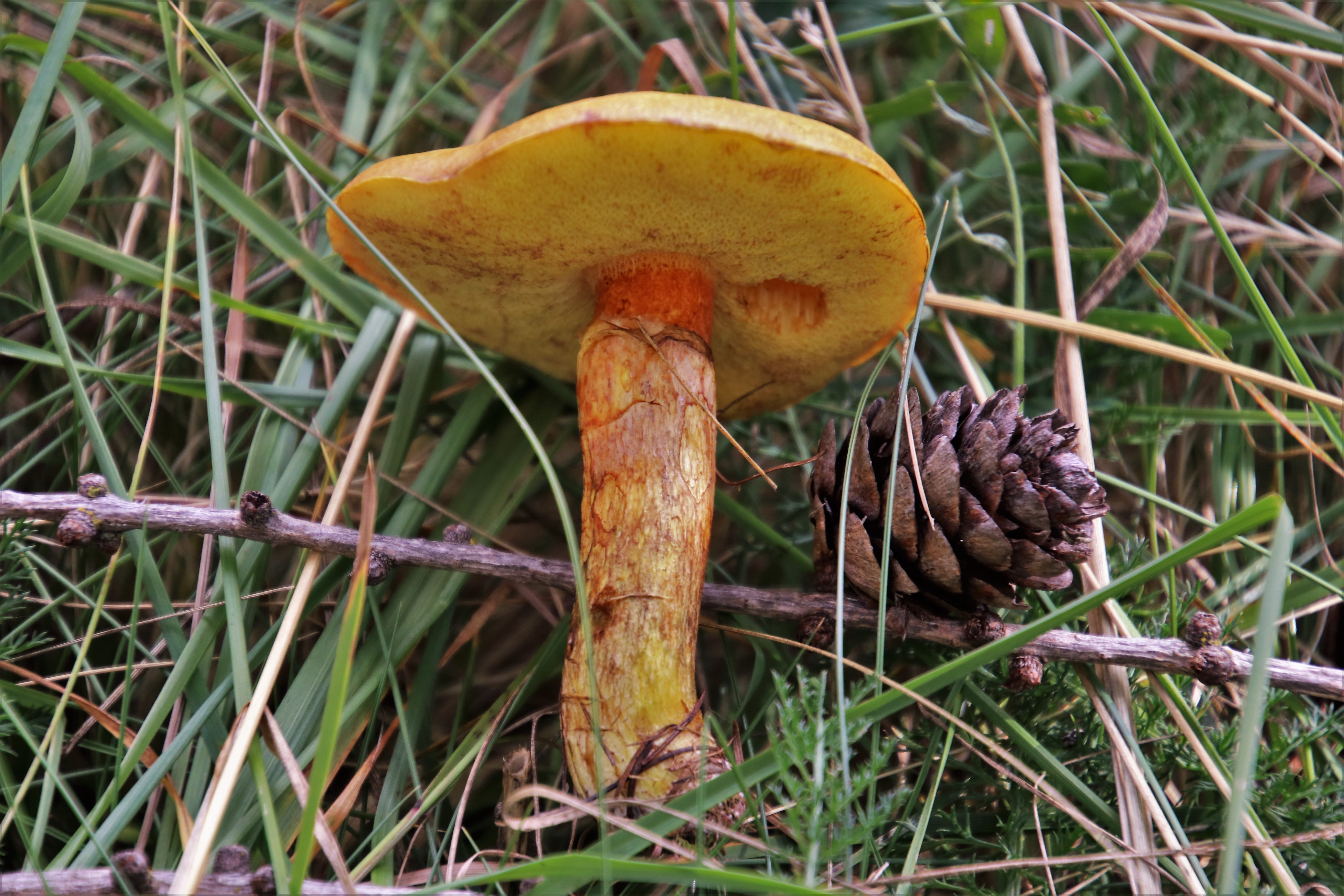 food and drink, vegetable, edible, no people, chestnut boletus, growth, edible mushroom, focus on foreground, plant, outdoors, season, pine cone, fungus, HD Wallpaper