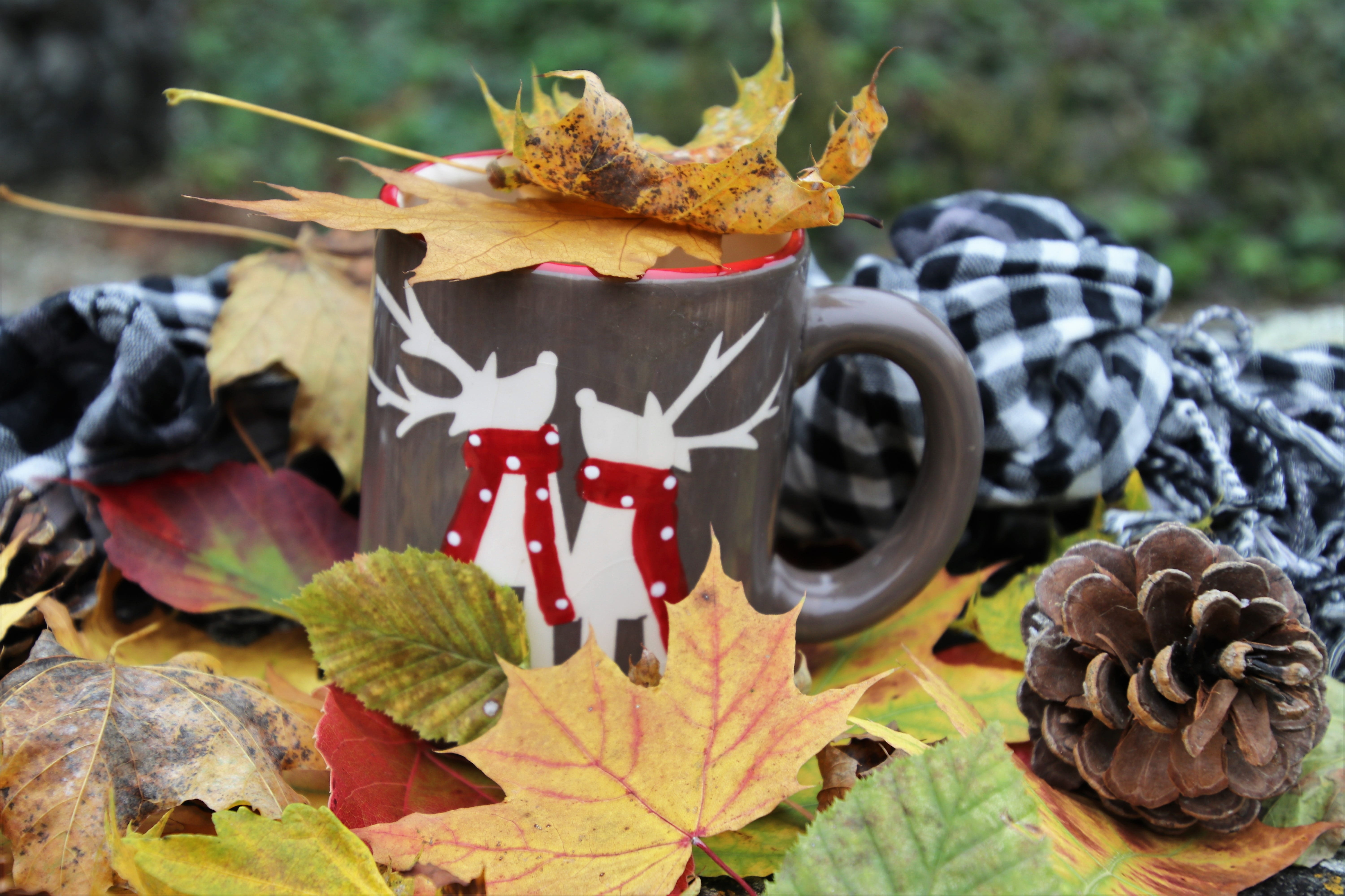 nature, plant part, park, www, mug, vegetation, foliage, gold, focus on foreground, yellow, seasons of the year, collapse, in the fall, selective focus, HD Wallpaper