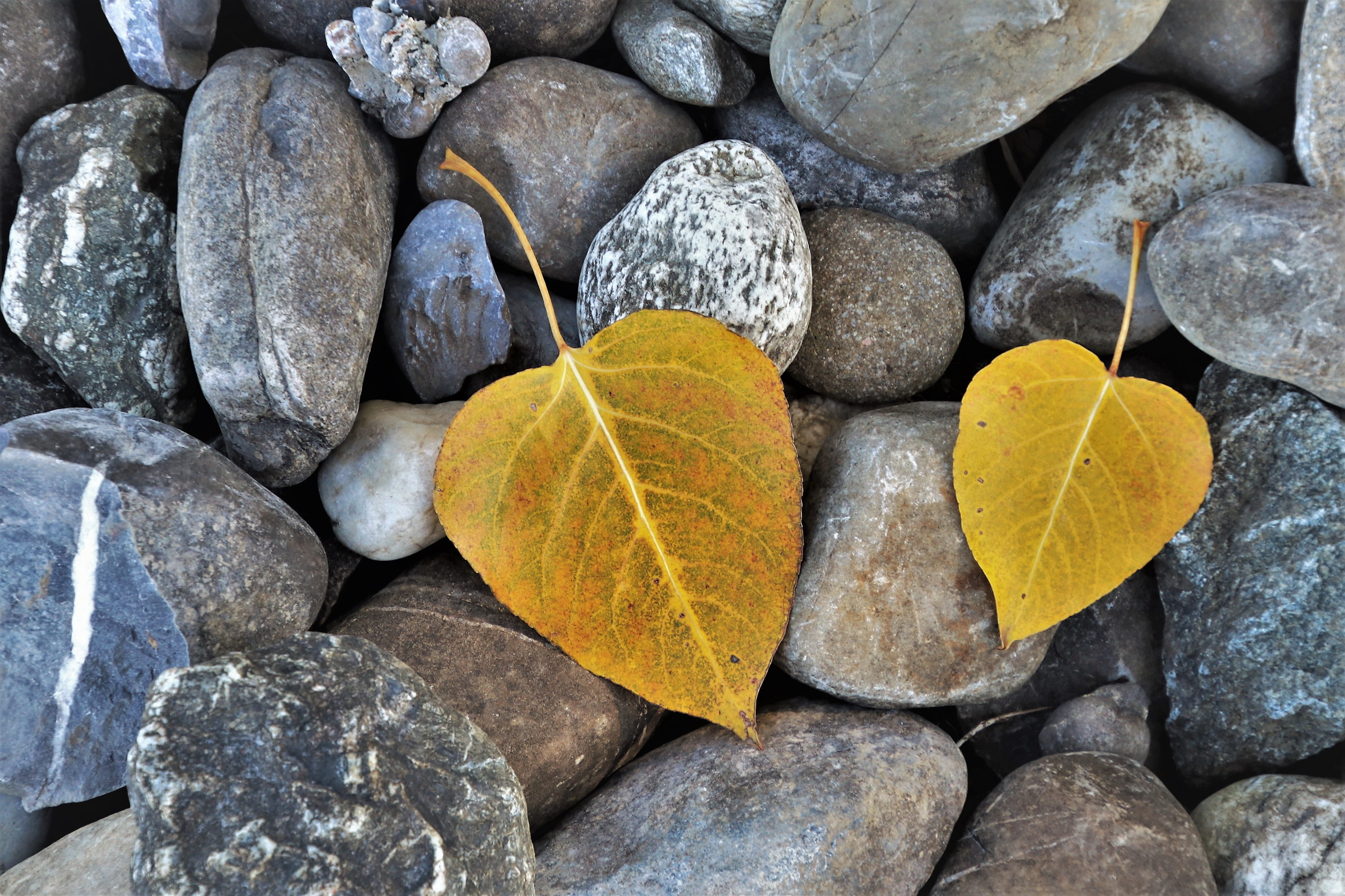 plant part, figure, mood, model, hope, birch, foliage, the structure of the, gray, autumn, natural, day, change, yellow, pebble, 5K, stone - object, outdoors, HD Wallpaper