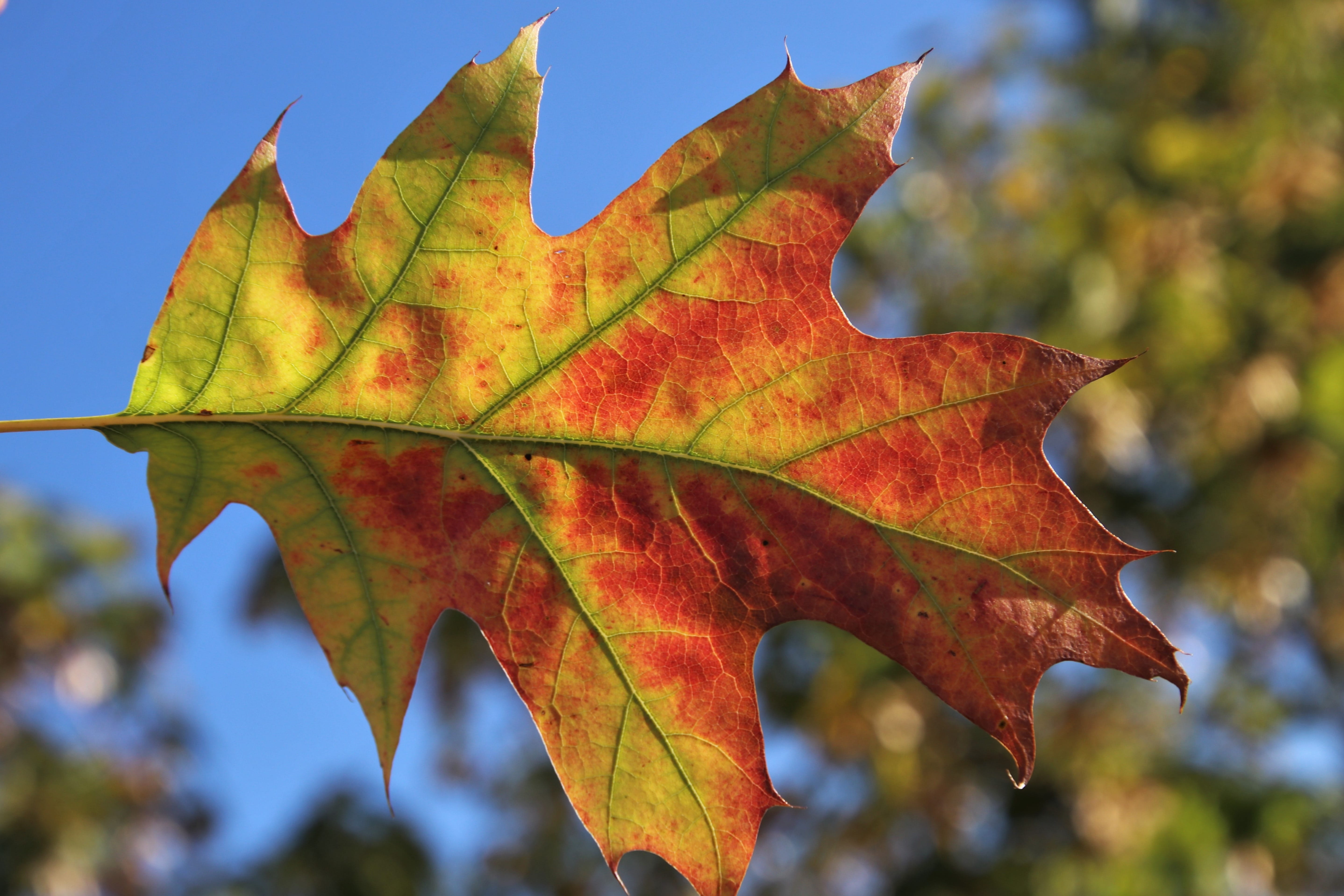 day, in the wind, sky, leaves, no people, maple leaf, in the park, maple tree, plant, orange, red, autumn sun, nature, foliage, oct, botany, multicolored, HD Wallpaper