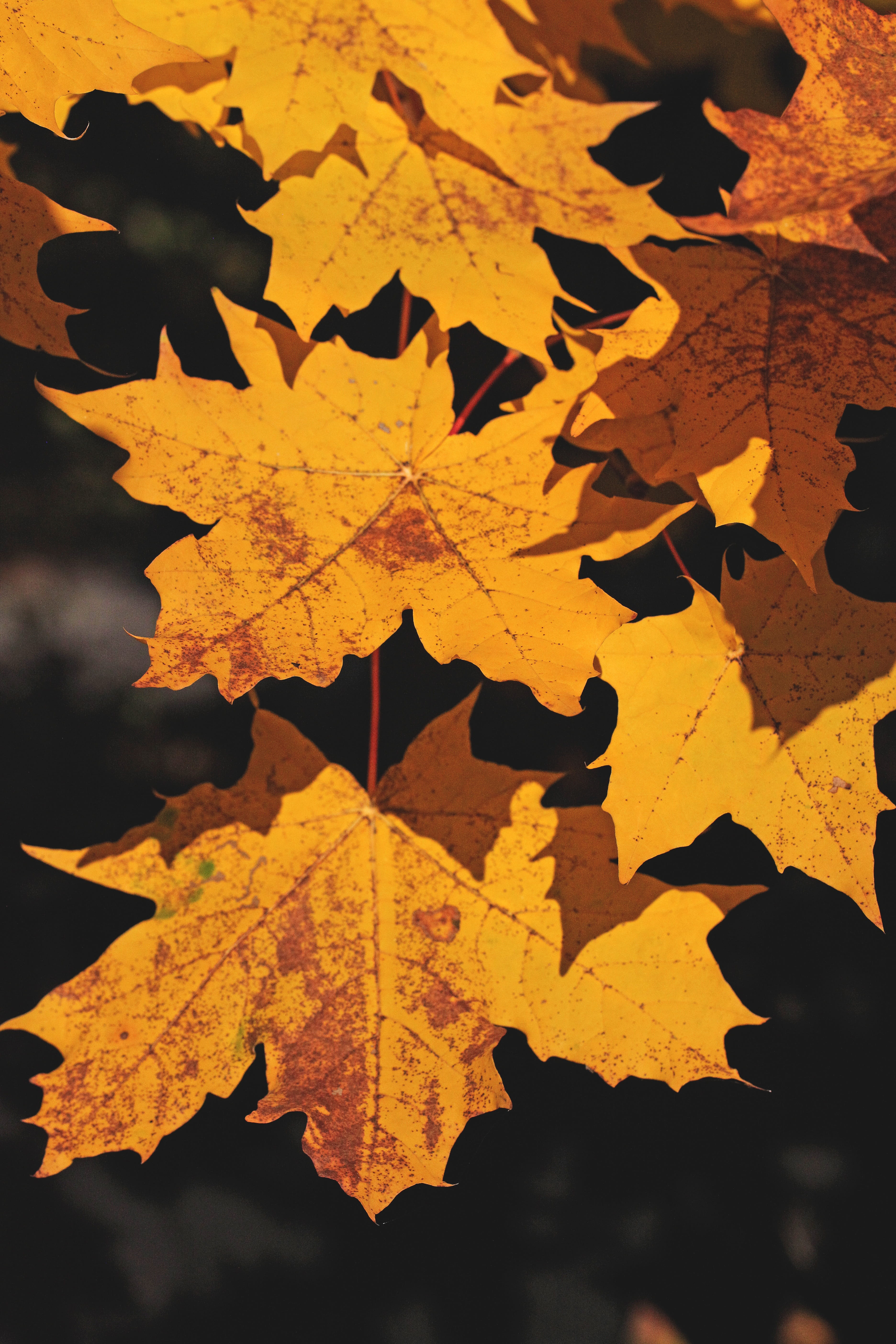 foliage, rose, outdoors, mood, no people, season, day, nature, close-up, chestnut, highlighted, fall colors, change, colorful, bush, autumn, plant part, Phone HD Wallpaper