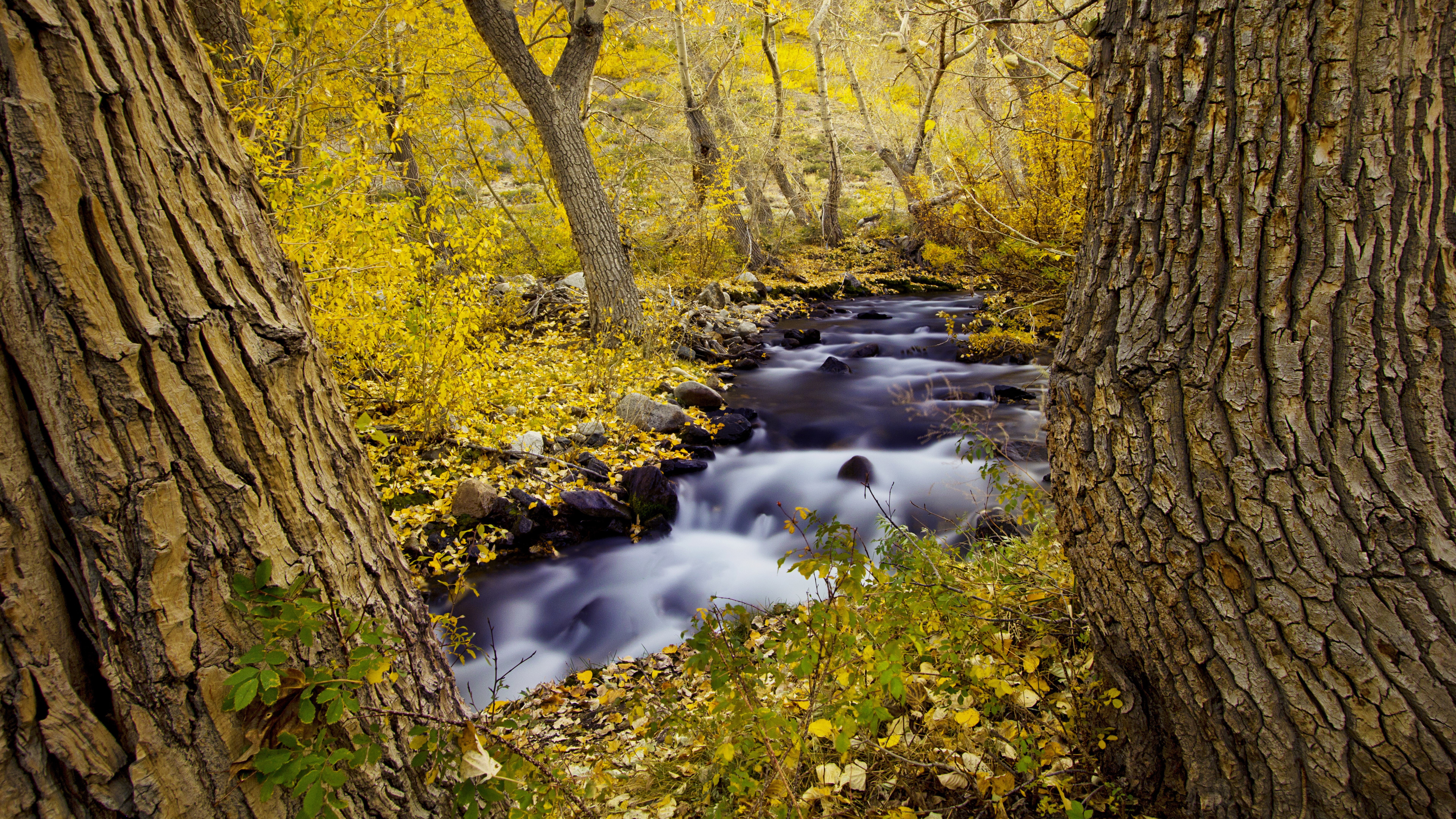 8K, nature backgrounds images 7680x4320, HD Wallpaper