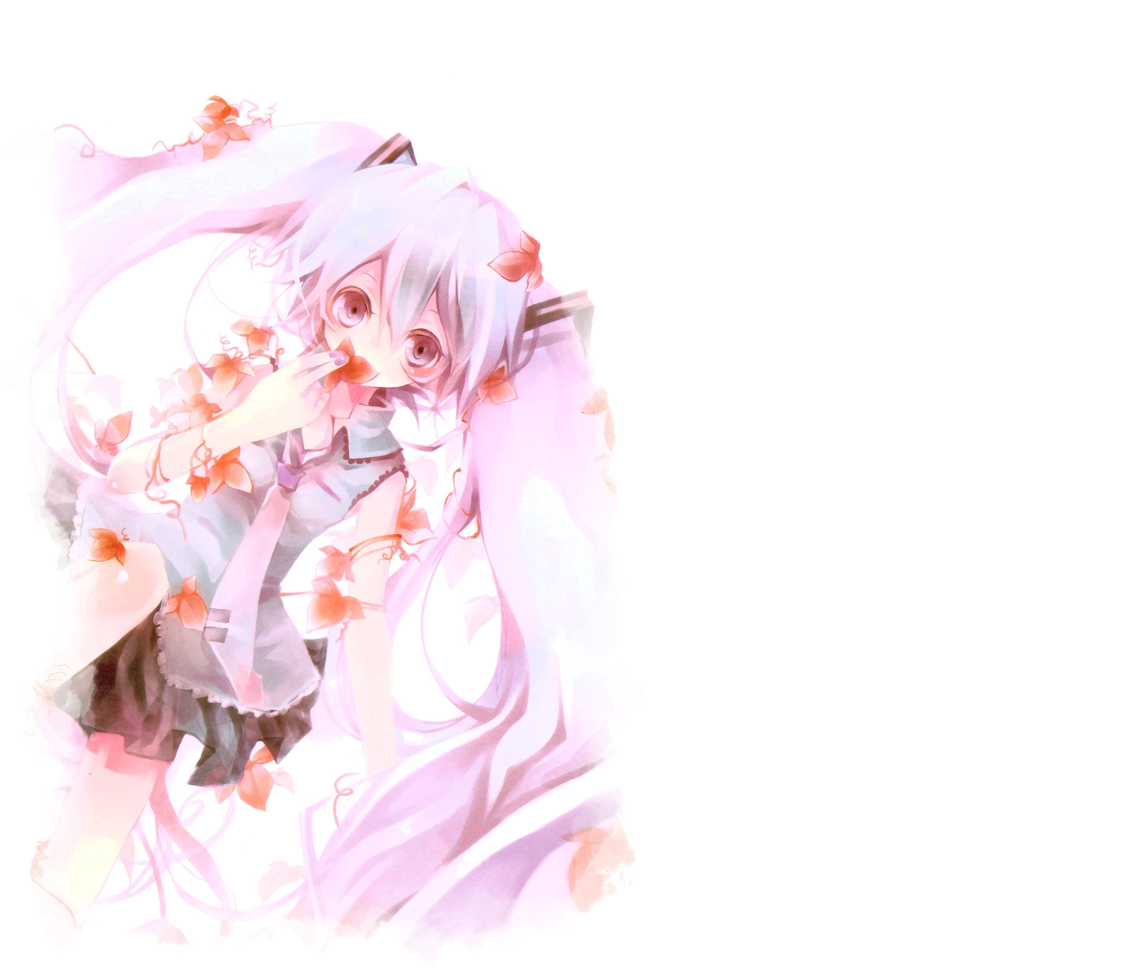 4K, no people, vulnerability, flower head, flowering plant, vocaloid 4k high resolution mac, indoors, event, plant, freshness, softness, copy space, studio shot, HD Wallpaper