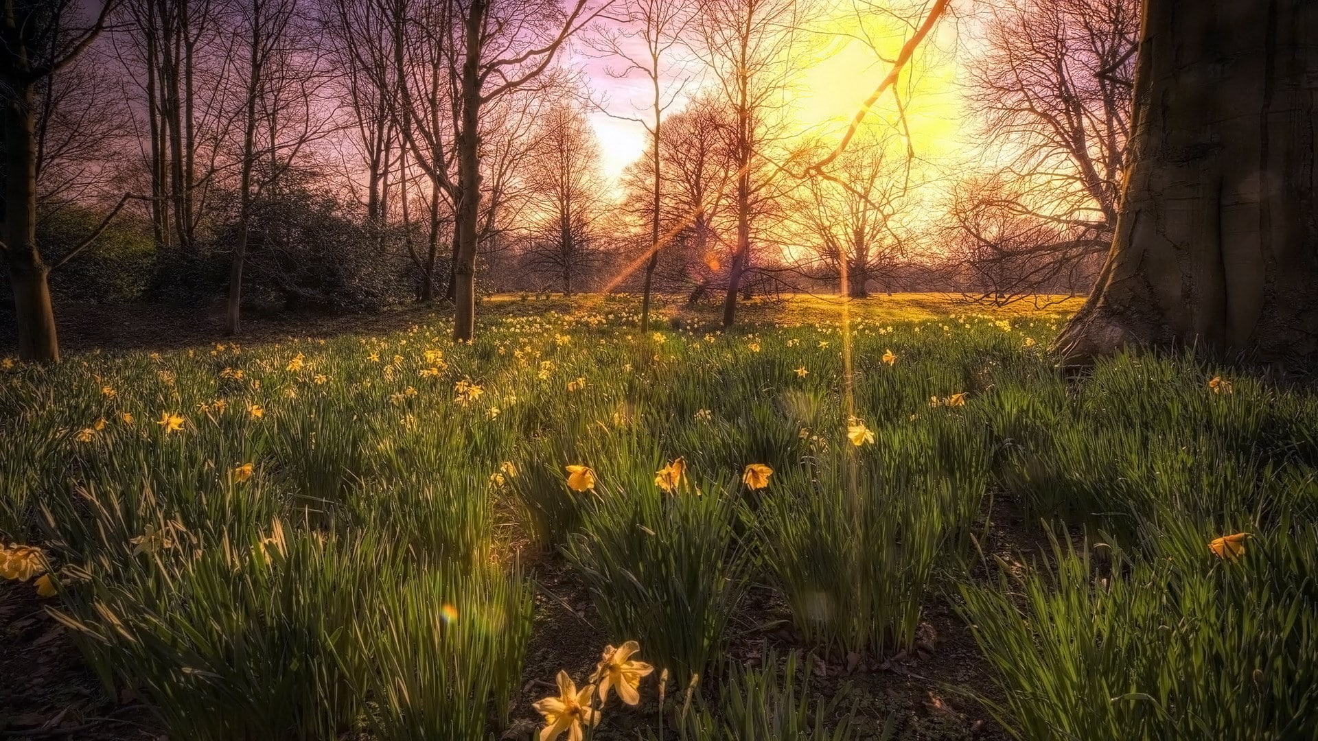 tranquility, outdoors, field, beauty in nature, scenics - nature, landscape, widescreen high resolution nature hd 1920x1080, tranquil scene, sky, tree, HD Wallpaper