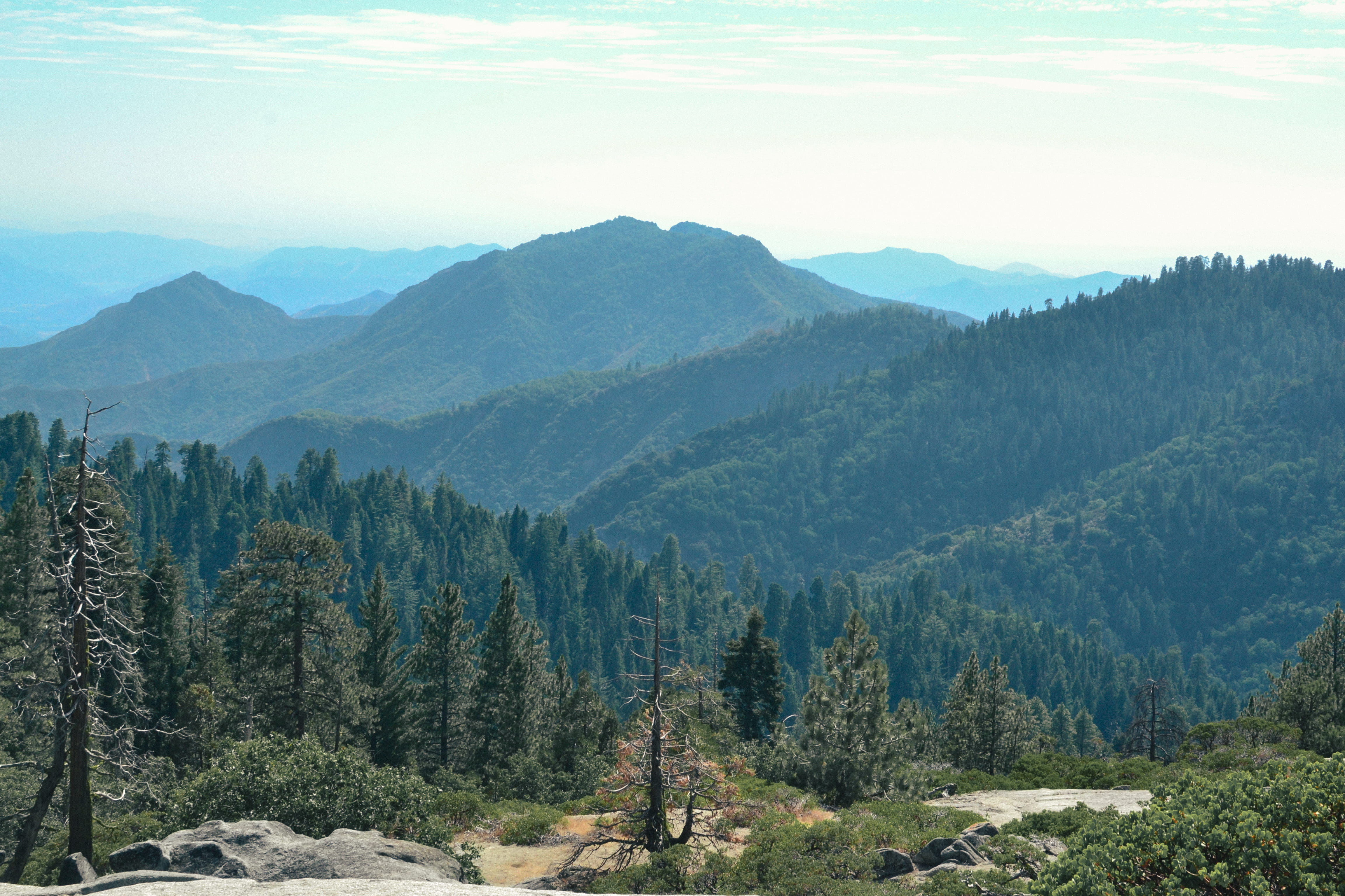 california, tree, environment, forest, mountain, coniferous tree, pines, landscape, mountain peak, sierra nevada, sky, growth, usa, america, national park, HD Wallpaper