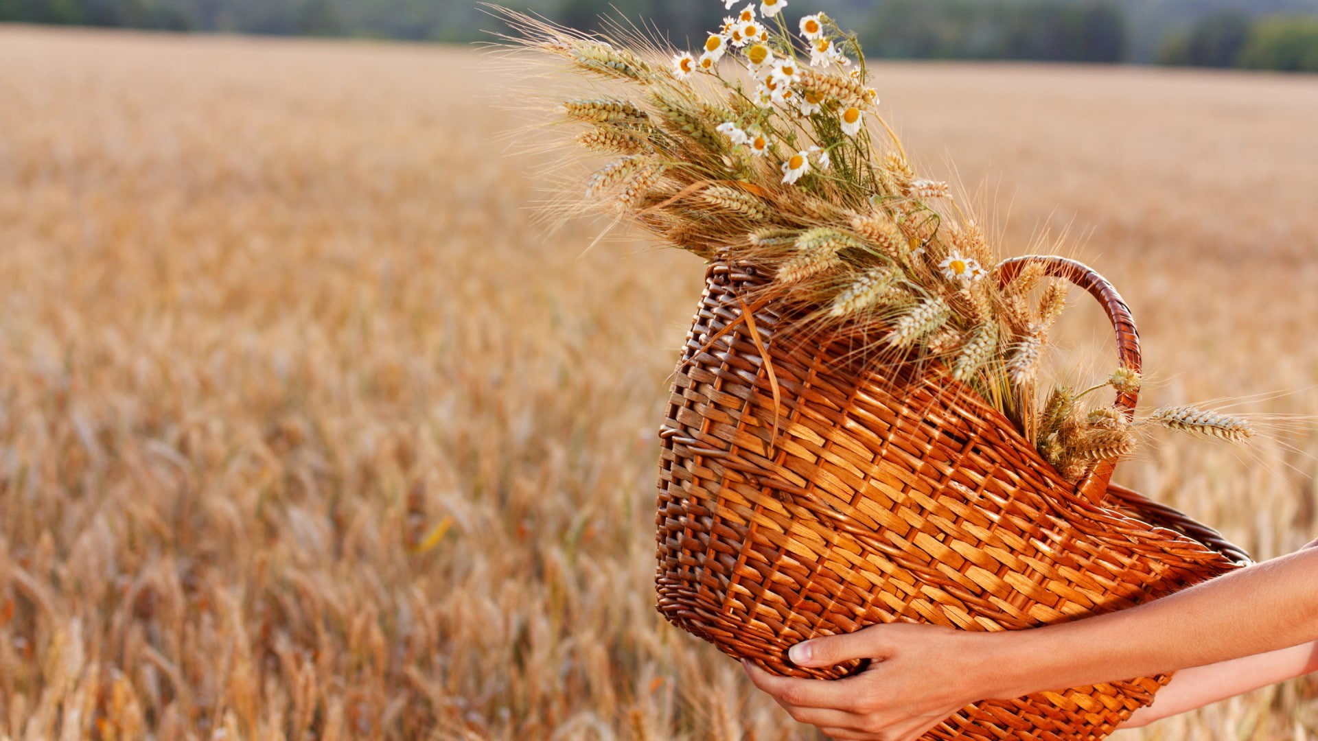 hands, 1080P, flowers, wheat, field, baskets, HD Wallpaper