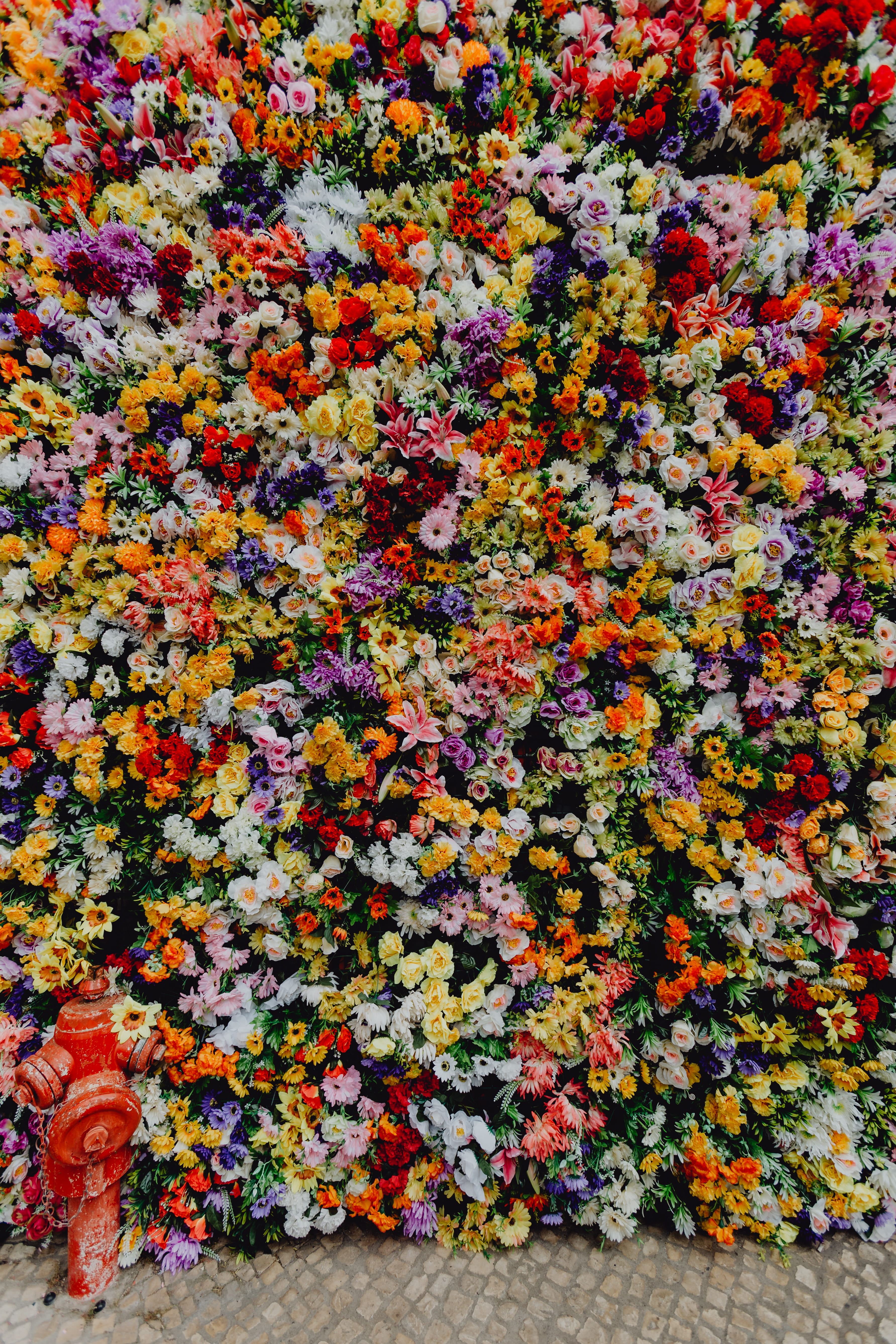 variation, day, abundance, plant, santo antonio, multi colored, fragility, santo, museum, colorful, flowers, festa, nature, beauty in nature, outdoors, Phone HD Wallpaper