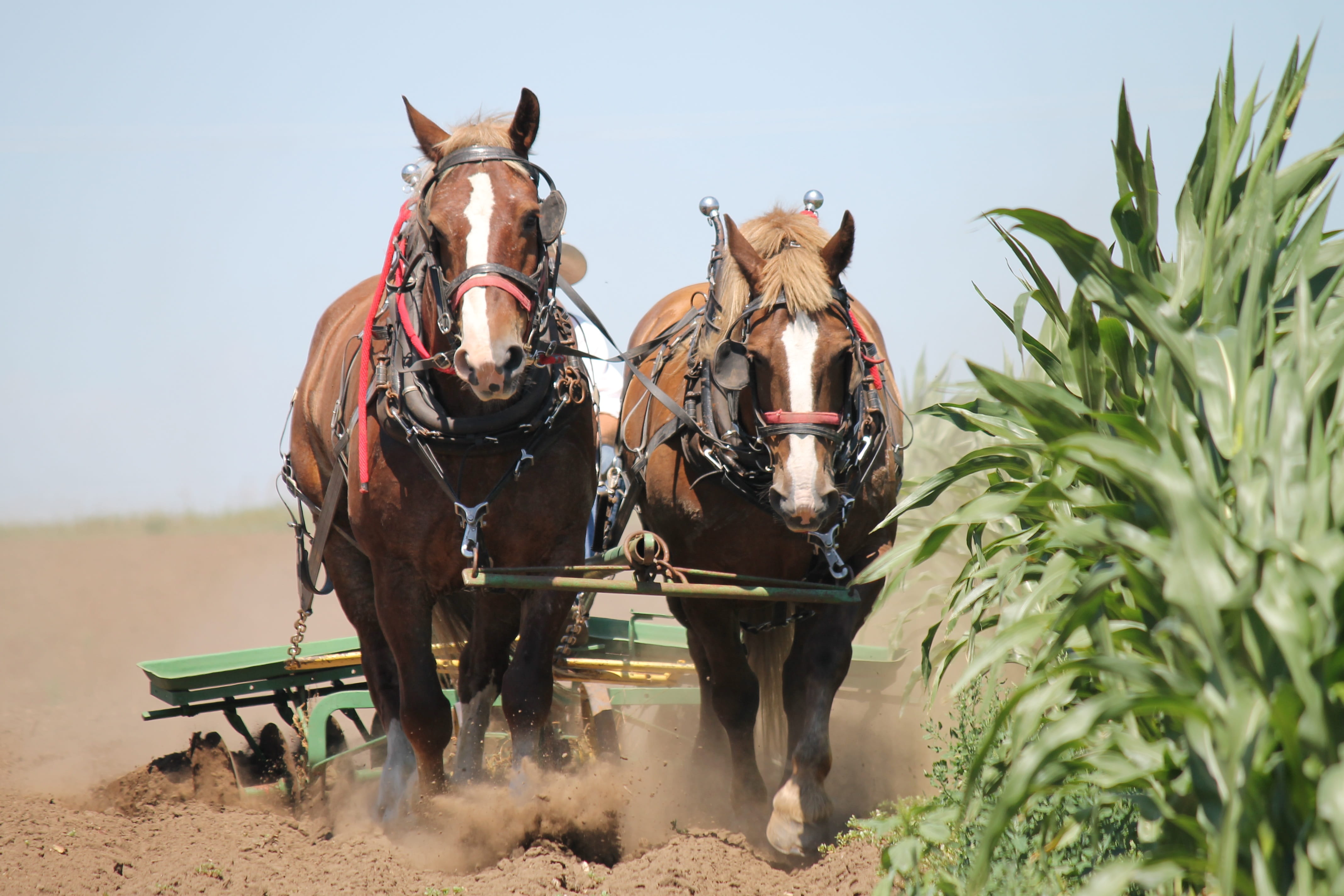 animal themes, 4K, livestock, transportation, no people, domestic animals, group of animals, animal wildlife, plant, mammal, vertebrate, horse cart, brown, HD Wallpaper